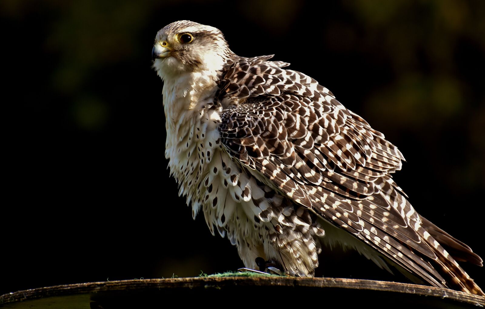 Nikon D7200 sample photo. Falcon, wing, bird of photography