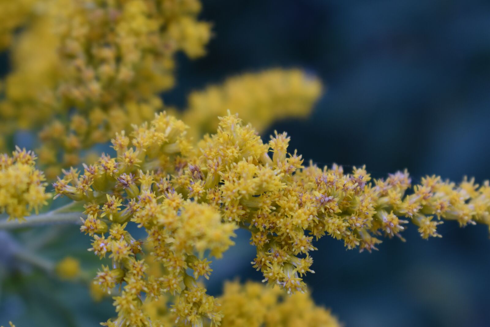 Nikon D3400 sample photo. Autumn, zlatobyľ, yellow photography