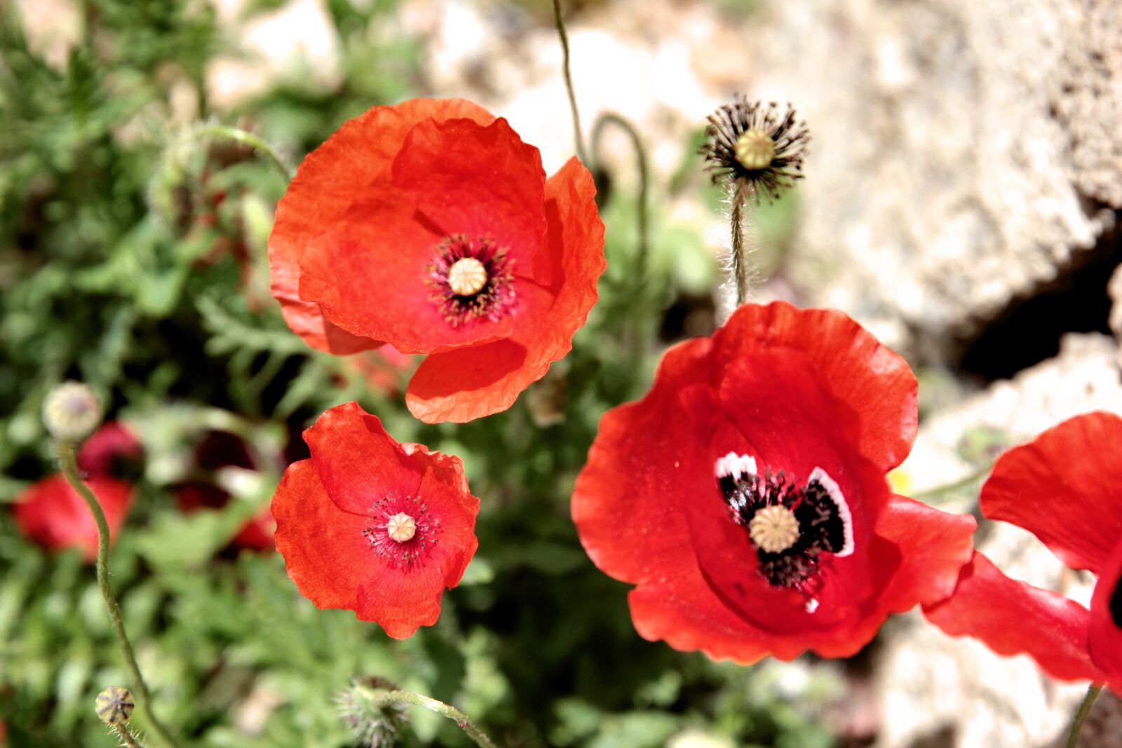 Canon EOS 550D (EOS Rebel T2i / EOS Kiss X4) sample photo. Papaver rhoeas, wildflower, countryside photography