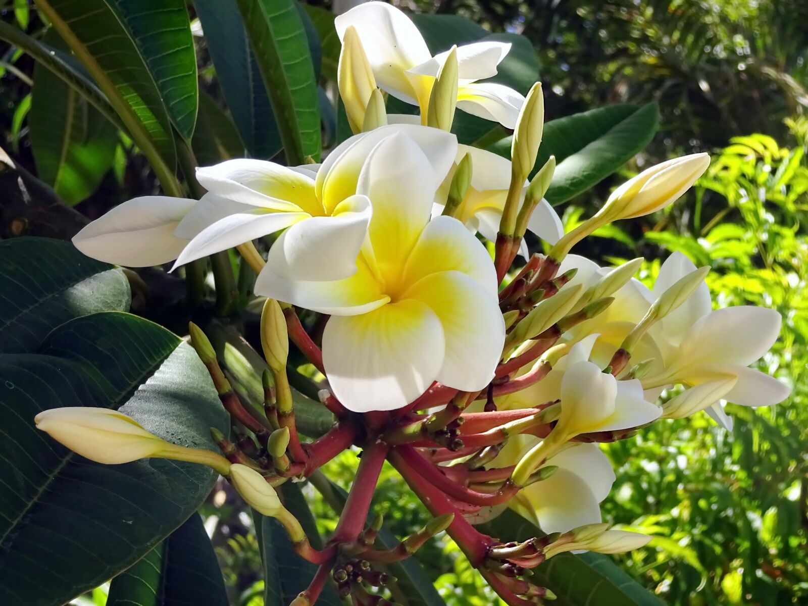 Sony Cyber-shot DSC-WX220 sample photo. Frangipani, flower, cream photography