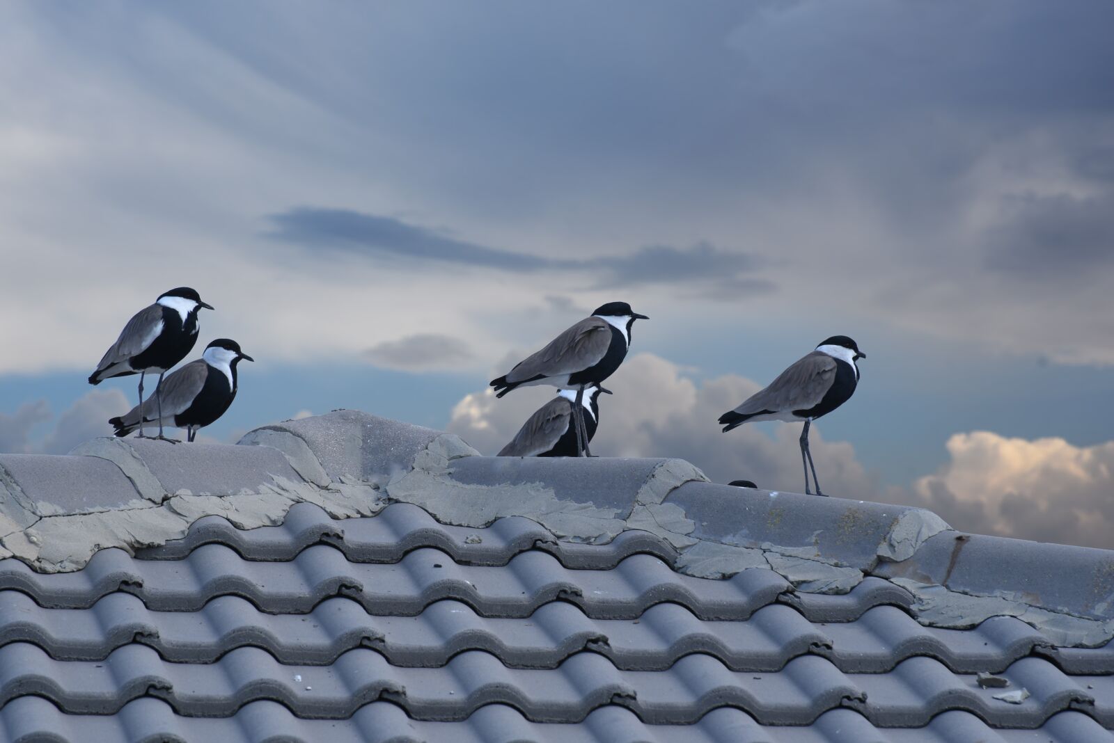 Nikon D750 sample photo. Bird, nature, outdoors photography