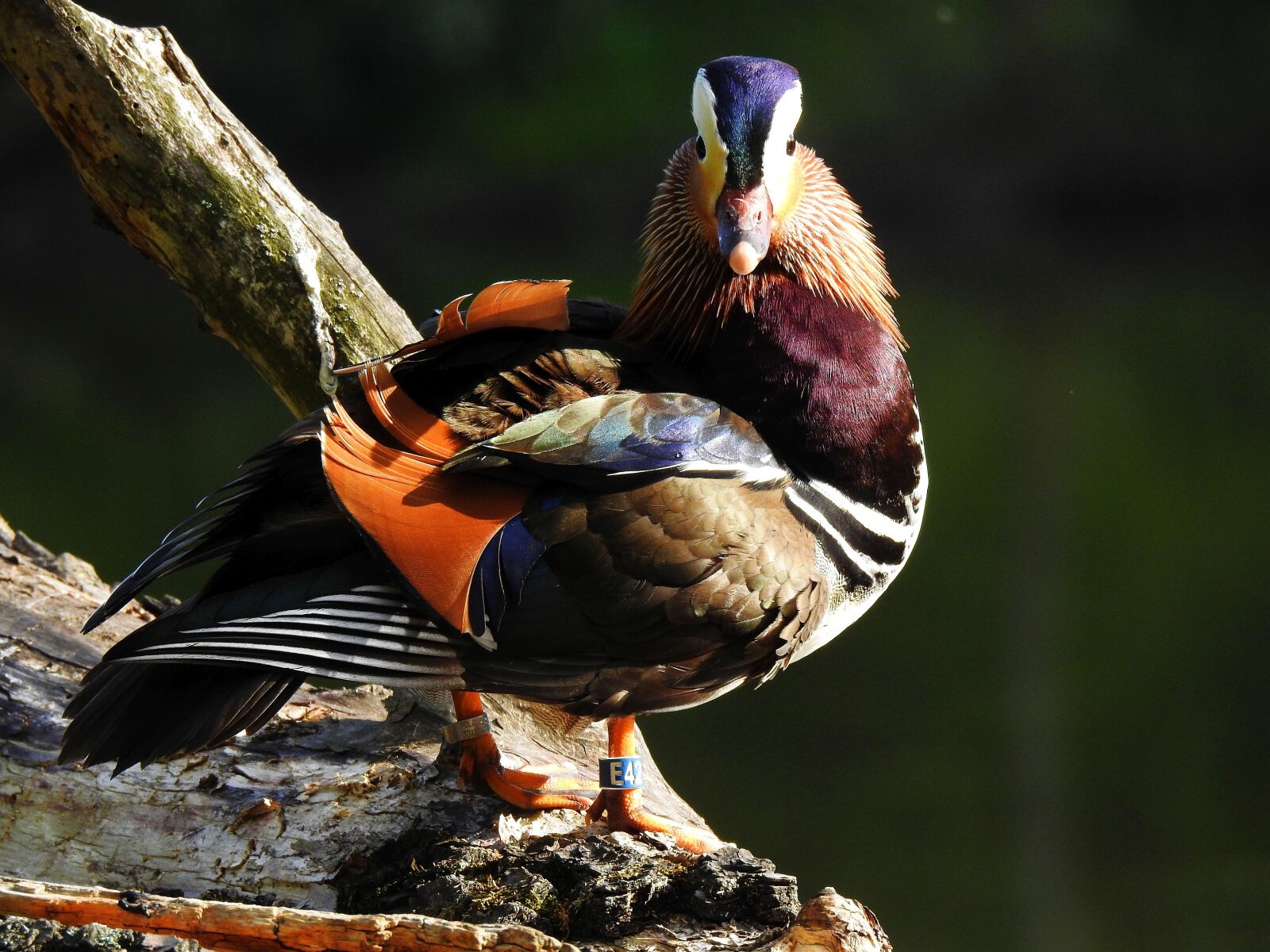 Nikon Coolpix P900 sample photo. Duck, nature, bird photography
