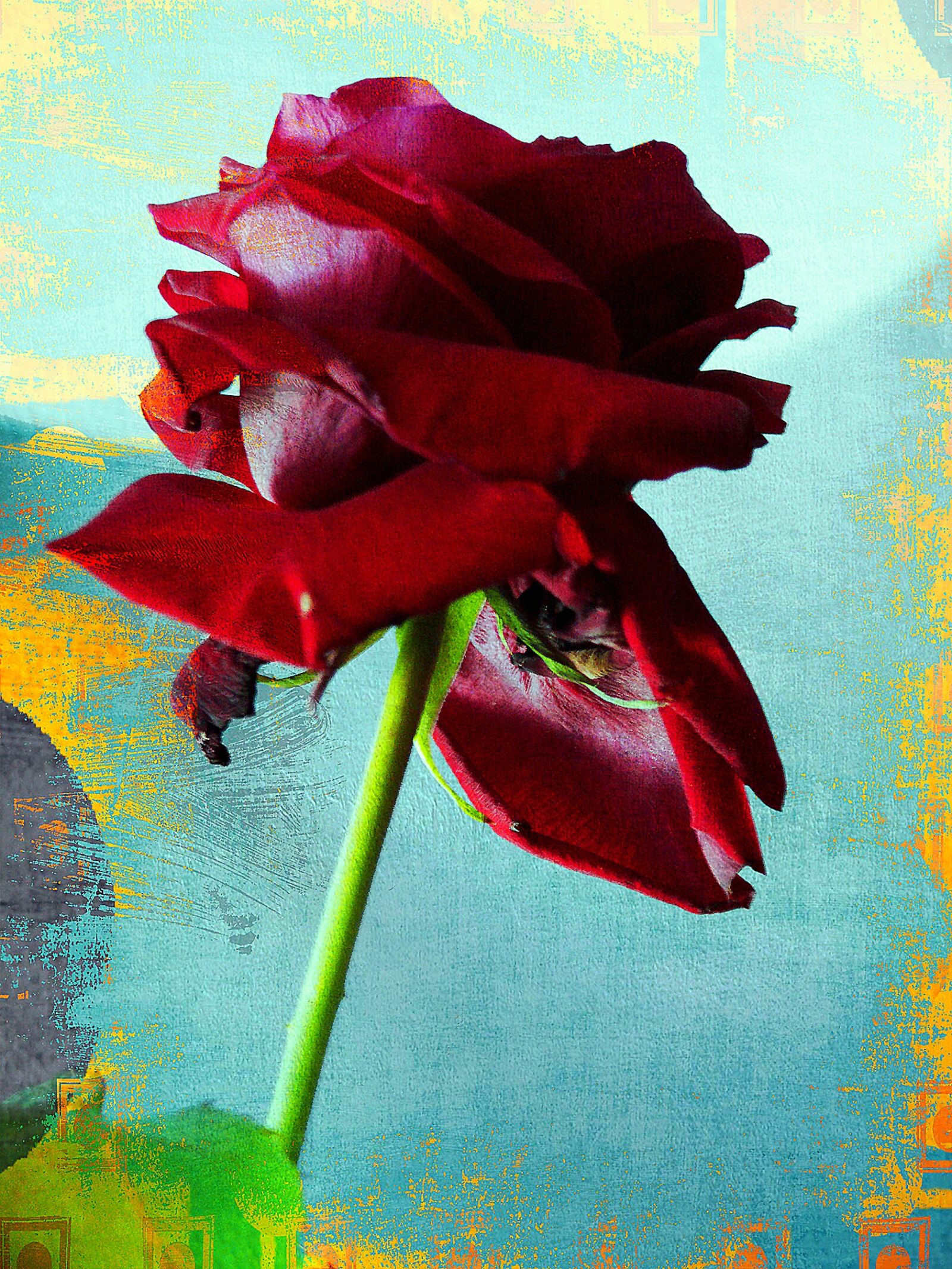 Leica V-LUX 1 sample photo. Rose, red, firm photography