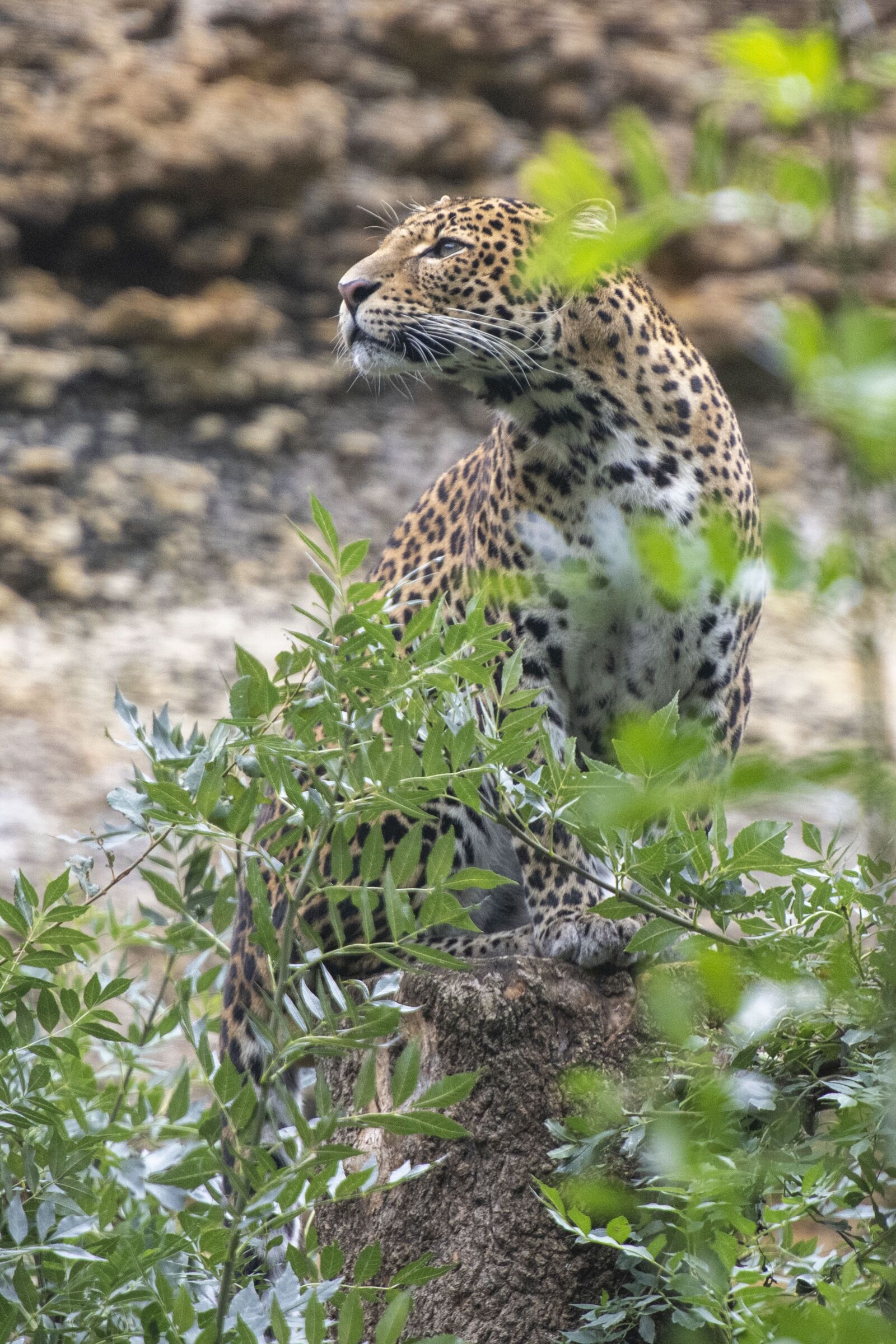 Nikon D850 sample photo. Panther, feline, predator photography