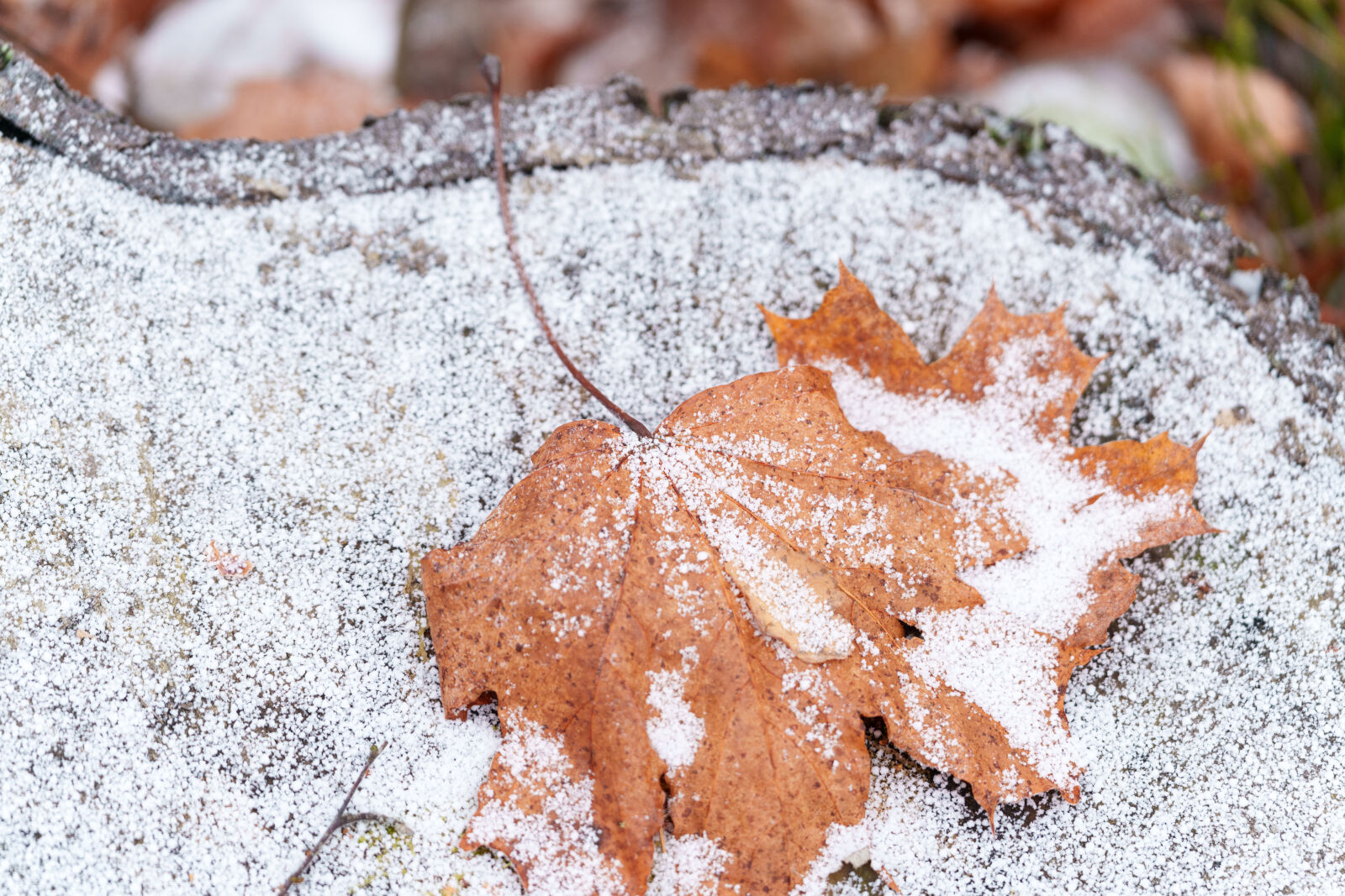 Sigma 70-200mm F2.8 DG DN OS | Sports sample photo. Winter leaf photography