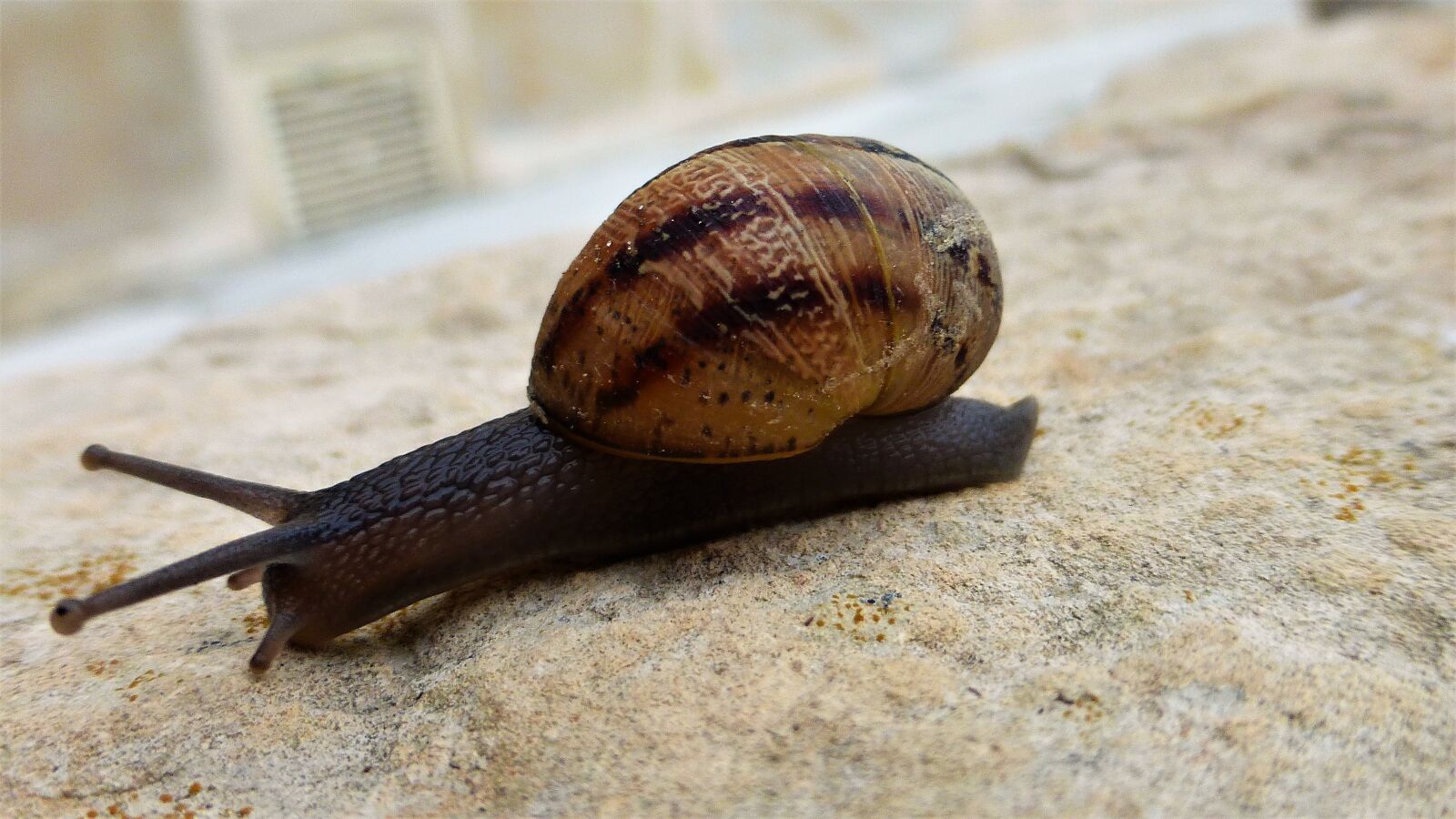Panasonic Lumix DMC-ZS25 (Lumix DMC-TZ35) sample photo. Animal, slow, nature photography