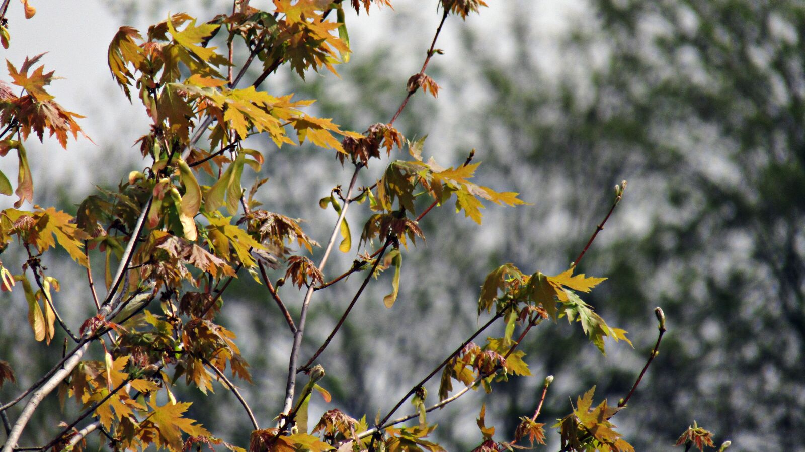 Canon PowerShot SX410 IS sample photo. Autumn, plant, nature photography
