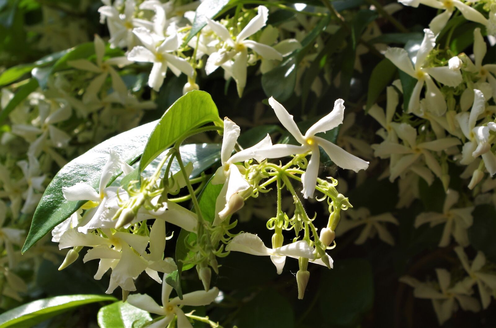 Pentax K-50 sample photo. White flower, jasmine, spring photography