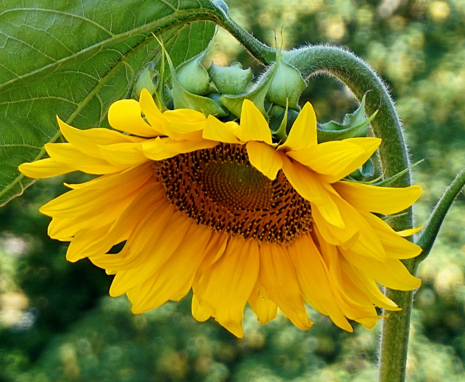 Sony Alpha a5000 (ILCE 5000) sample photo. Sunflower, blossom, bloom photography