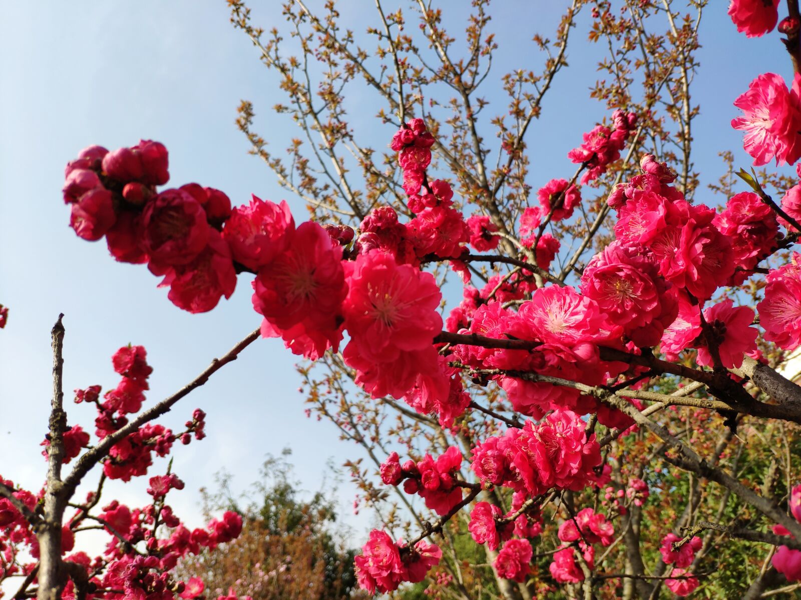 Xiaomi MI 8 sample photo. Flower, red, plum blossom photography