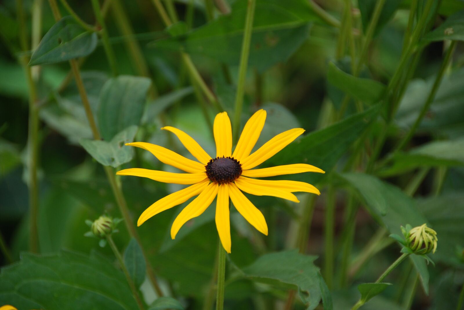 Nikon D80 sample photo. Marguerite, yellow, blossom photography