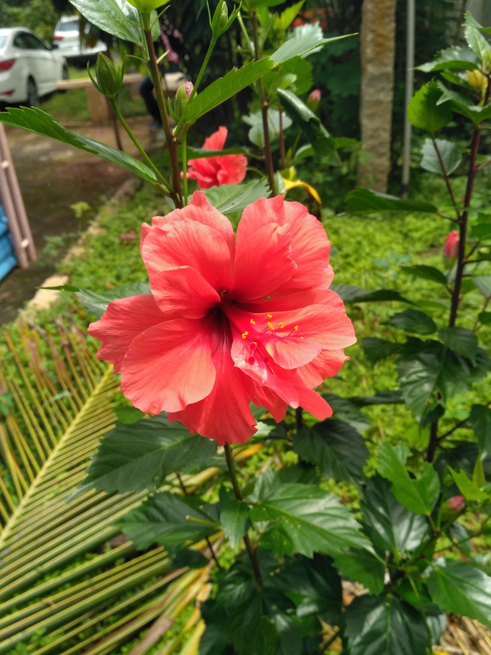Xiaomi Redmi 3S sample photo