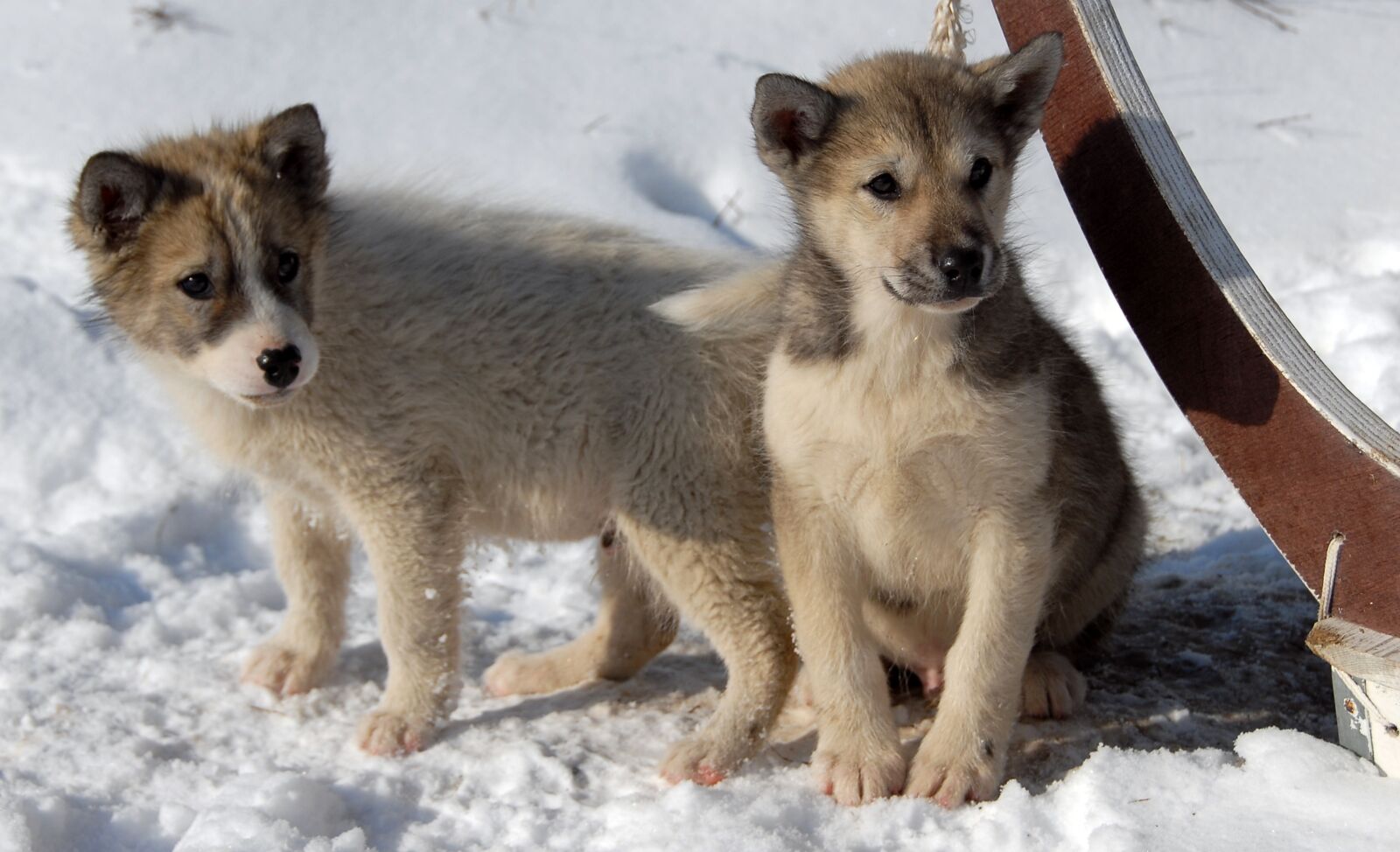 Nikon D200 sample photo. Greenland dog, dog, puppy photography