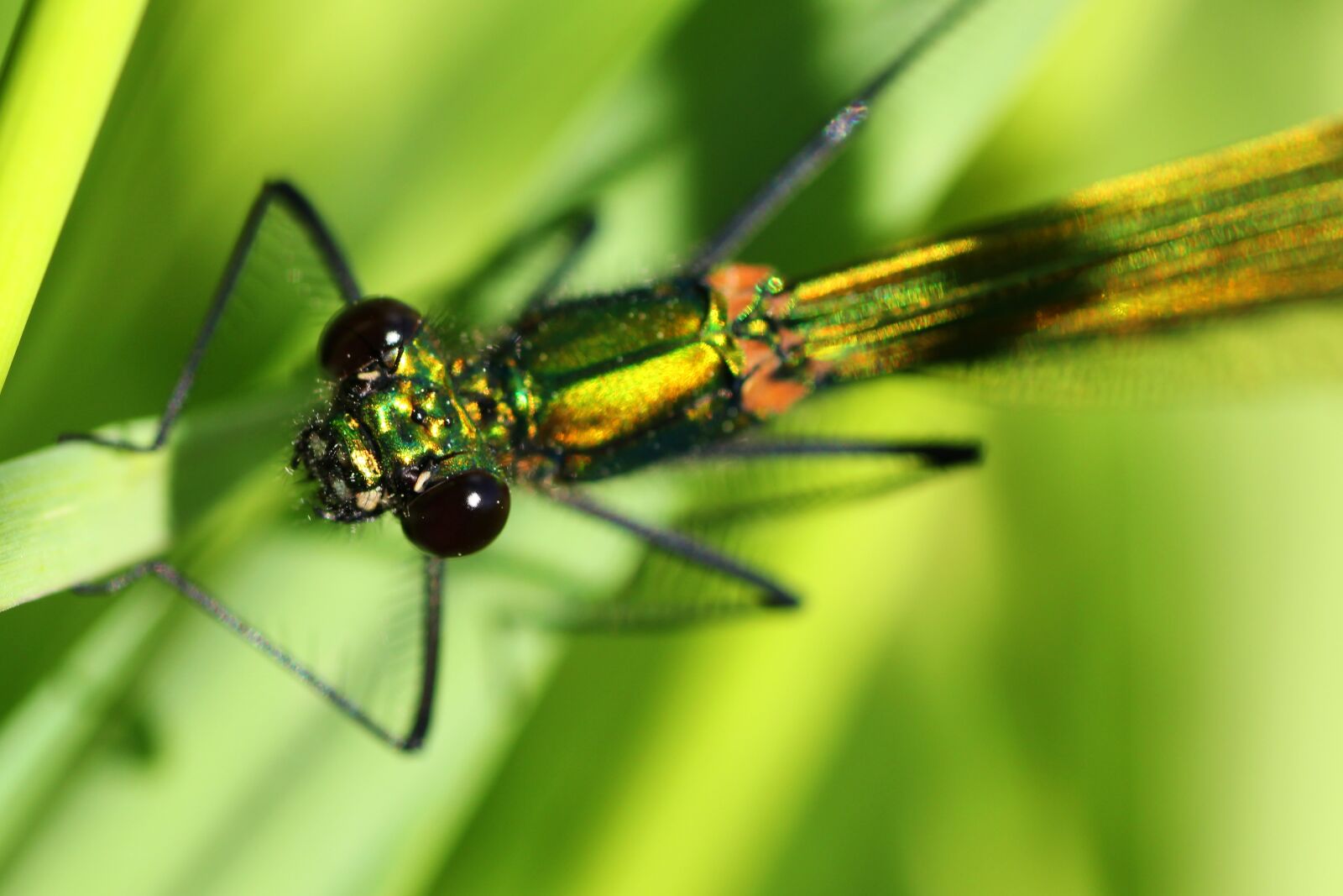 Tamron SP 90mm F2.8 Di VC USD 1:1 Macro sample photo. Banded demoiselle, dragonfly, female photography