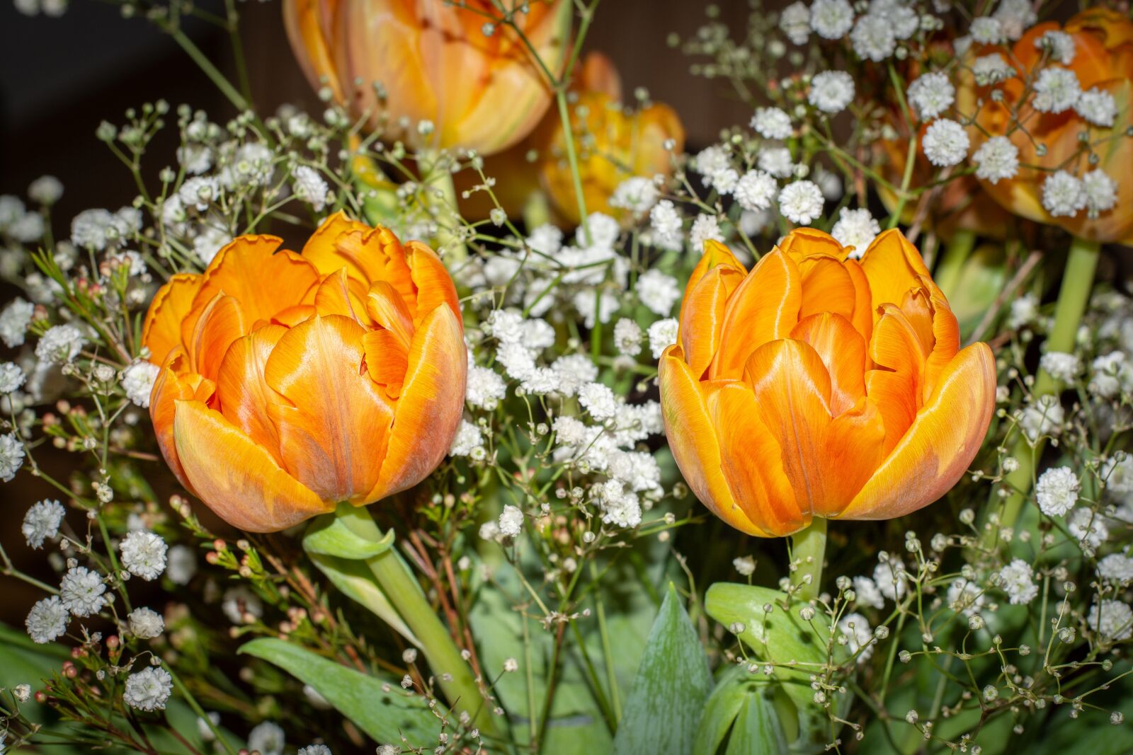 Nikon D7100 sample photo. Flowers, tulips, orange photography