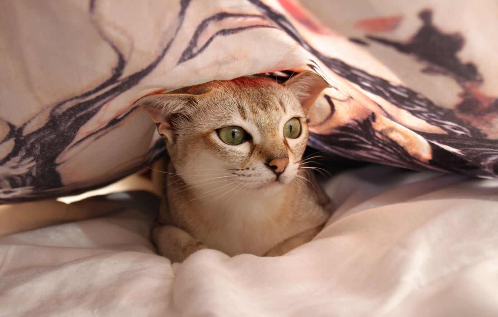Canon EOS 500D (EOS Rebel T1i / EOS Kiss X3) sample photo. Cat, bed, bed sheet photography