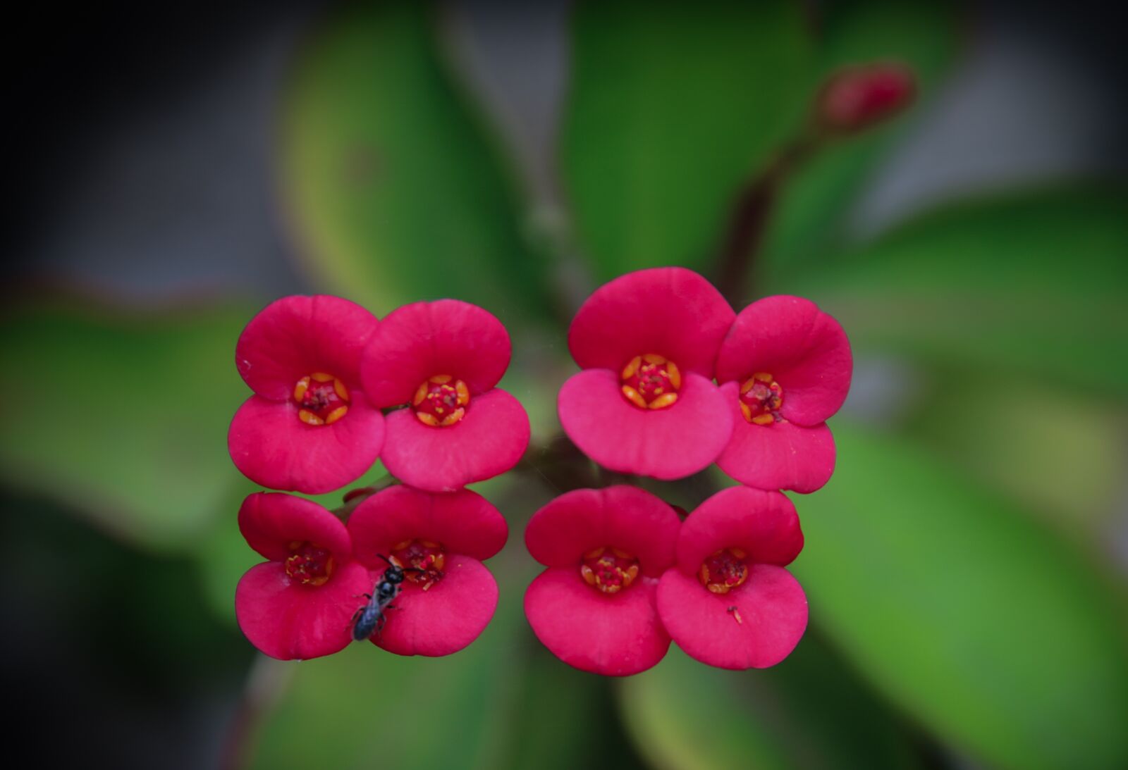 Fujifilm X-T20 sample photo. Flowers, pink, pink flower photography