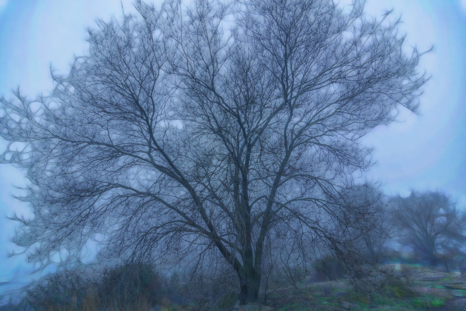 Nikon D7100 sample photo. Tree, fog, winter photography