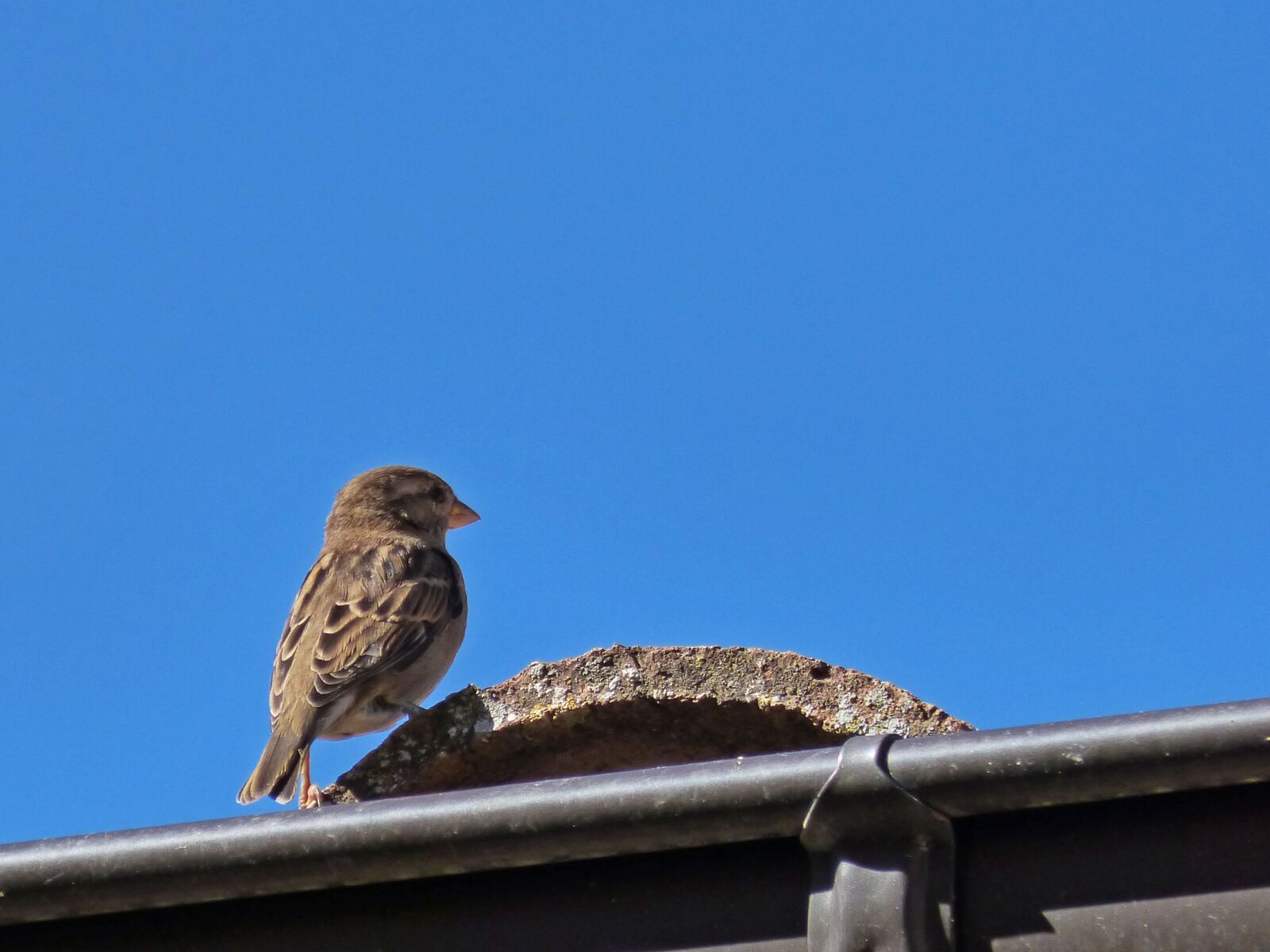 Panasonic DMC-FZ62 sample photo. Sparrow, roof, sky photography