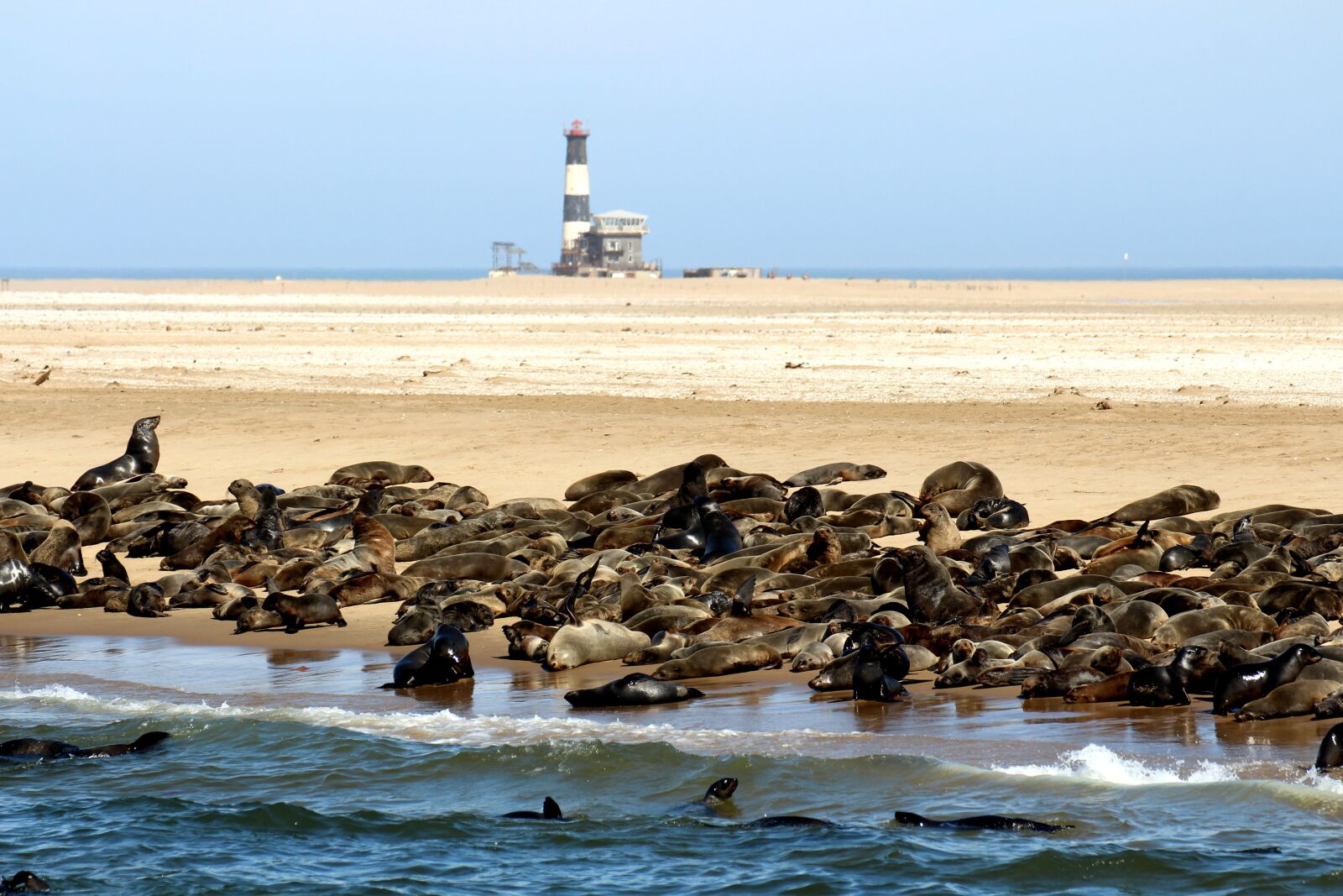 Canon EOS 700D (EOS Rebel T5i / EOS Kiss X7i) sample photo. Seals, animals, namibia photography