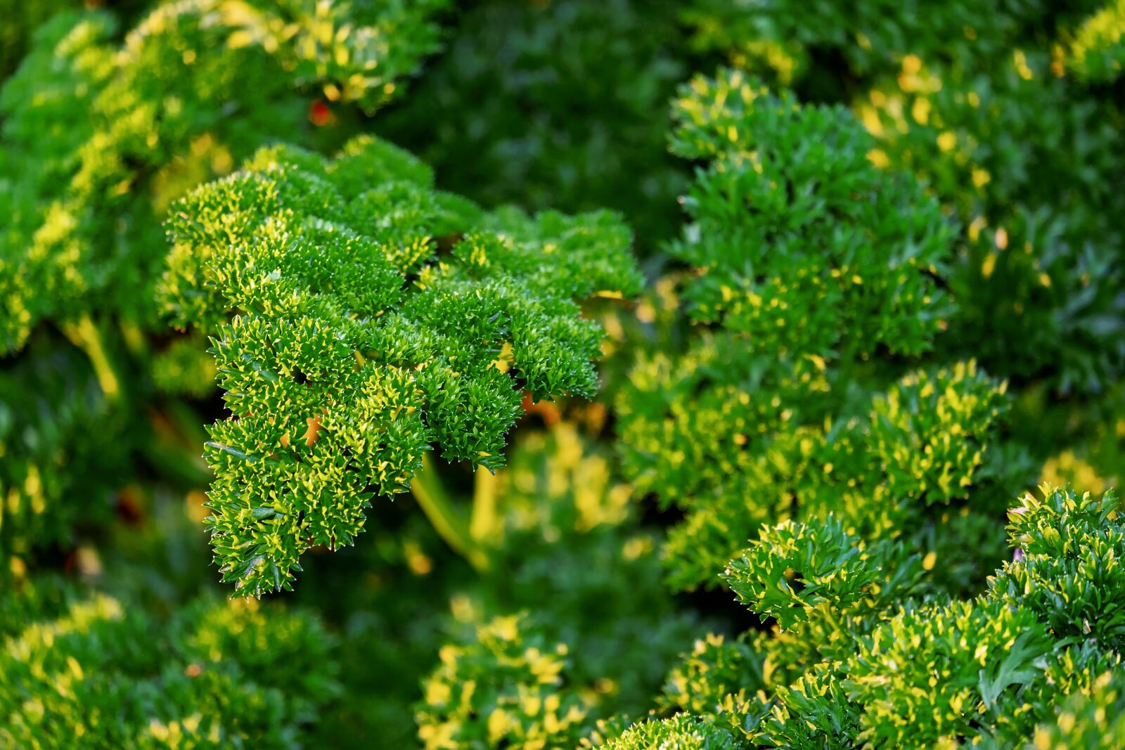 Fujifilm XF 55-200mm F3.5-4.8 R LM OIS sample photo. Parsley, petroselinum crispum, herbs photography