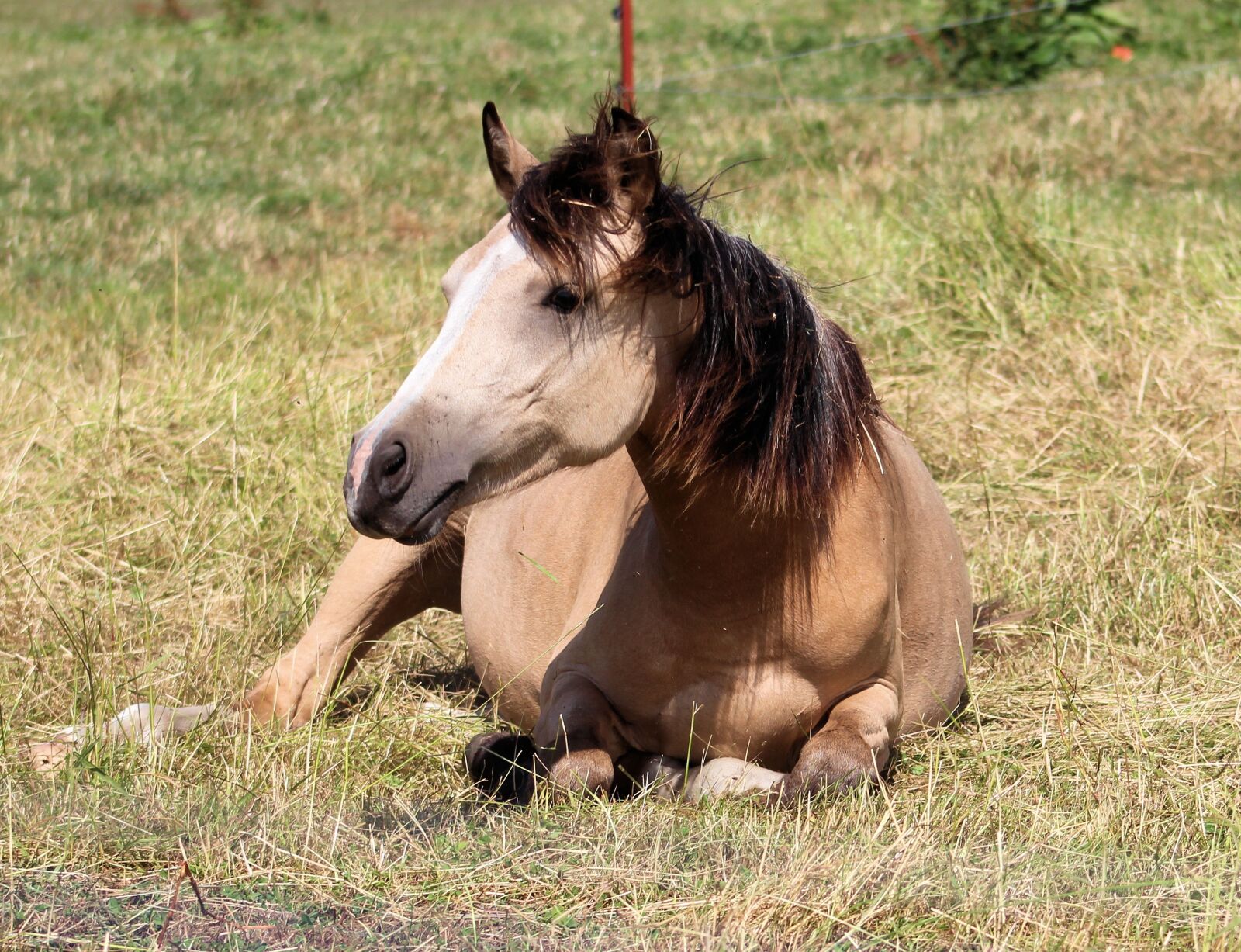 Canon EF75-300mm f/4-5.6 sample photo. Horse, pony, foal photography