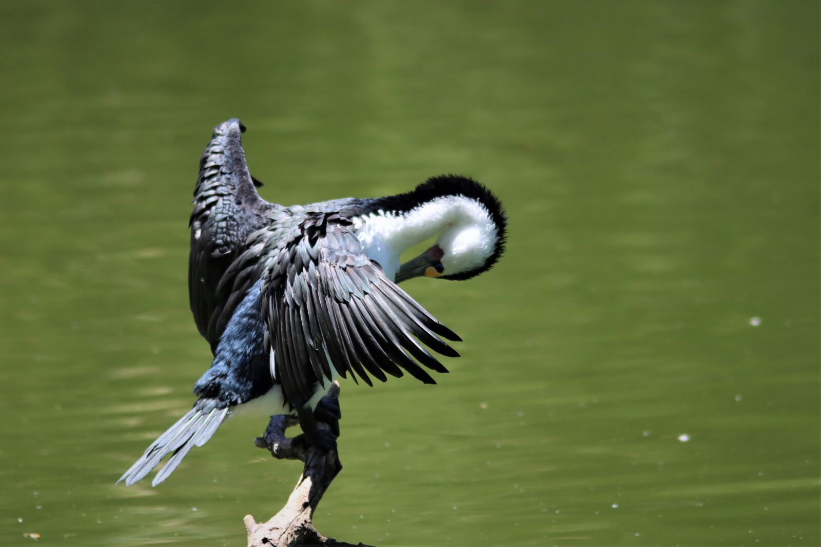Canon EOS 90D sample photo. Australian pied cormorant, combing photography