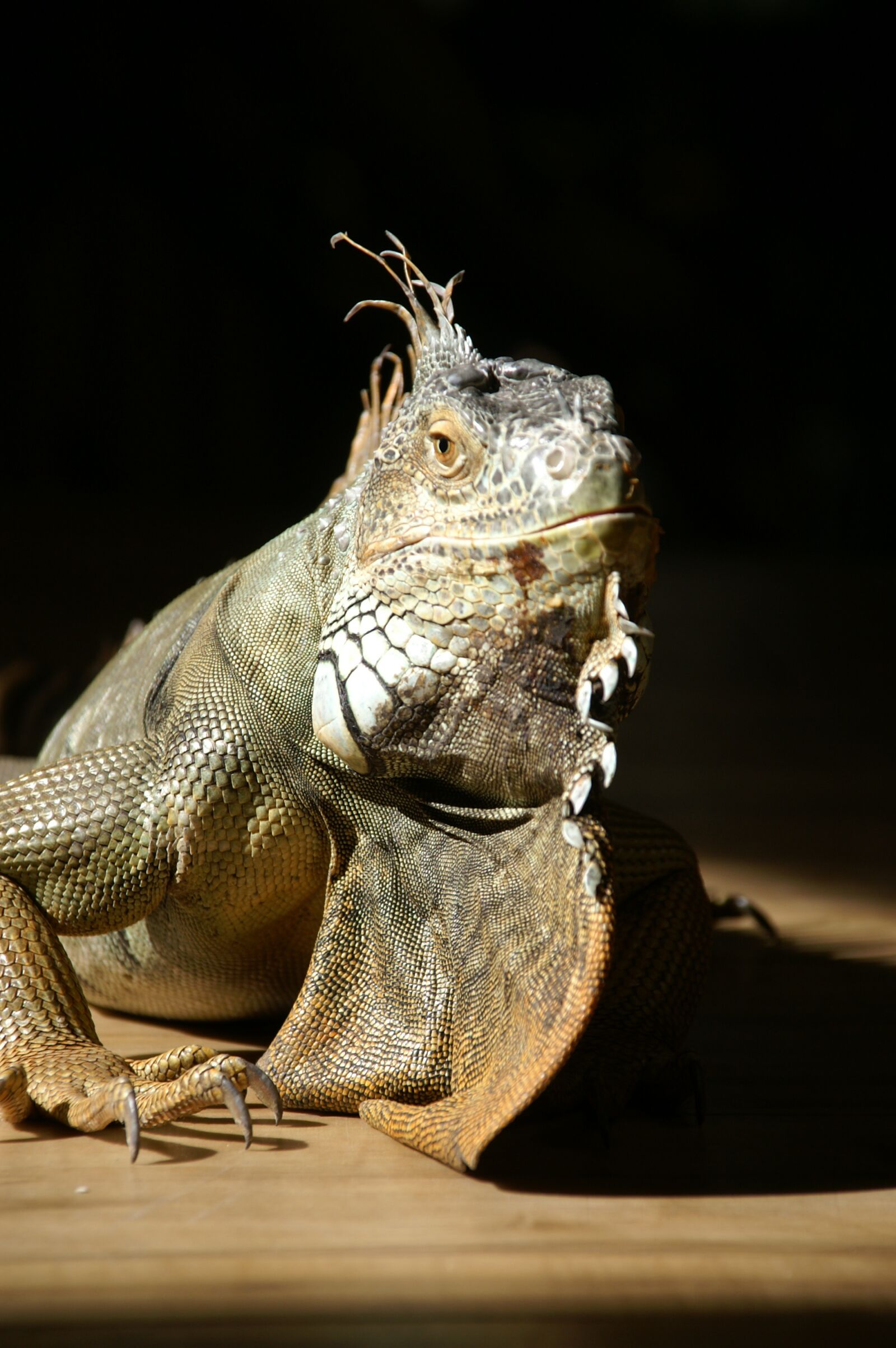KONICA MINOLTA DYNAX 5D sample photo. Reptile, iguana, nature photography