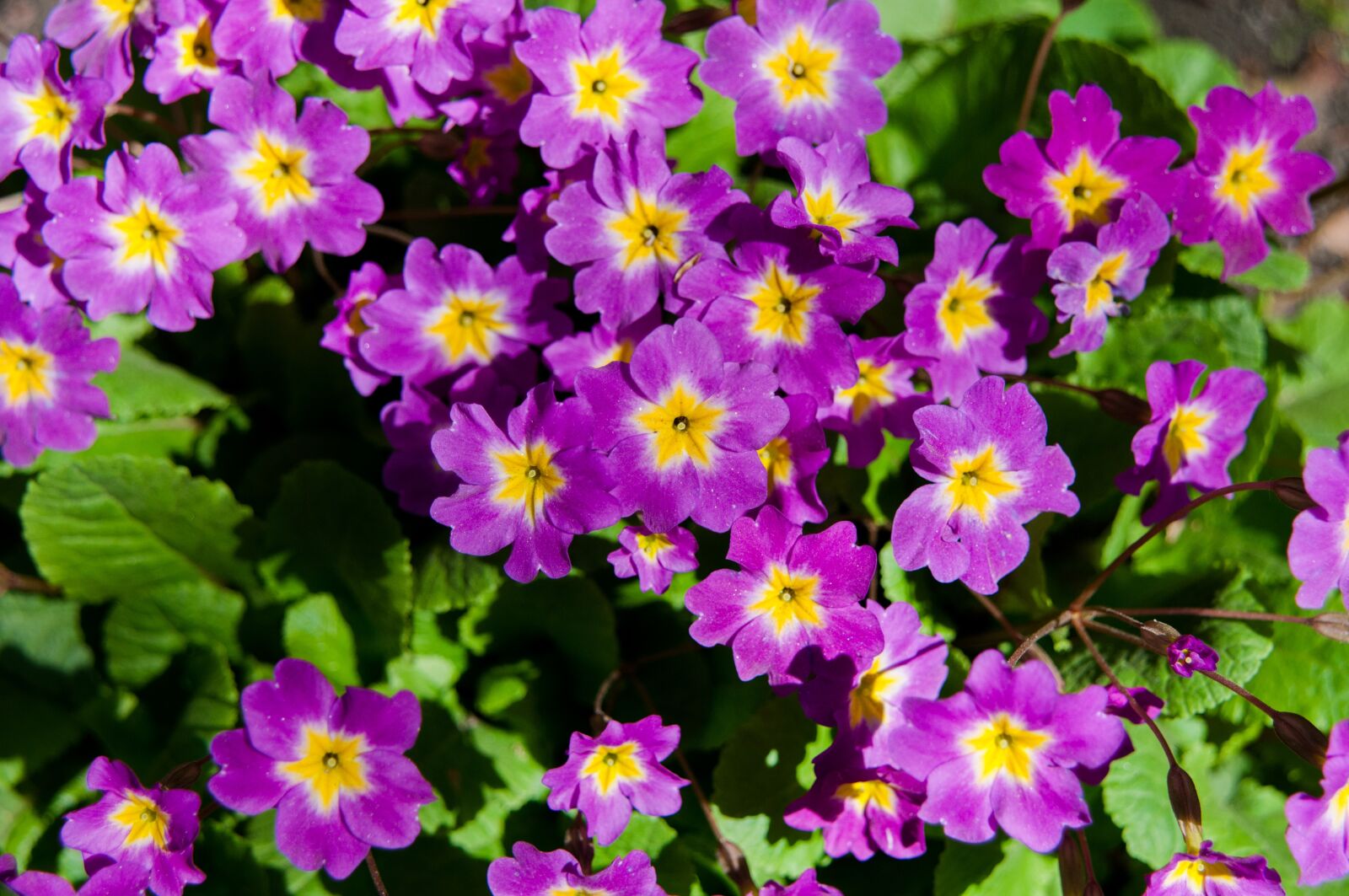 Nikon D300S sample photo. Flowers, spring, bloom photography