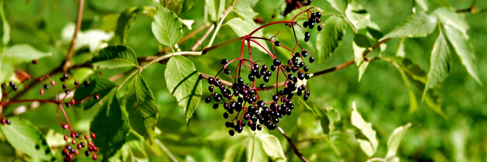 Nikon D600 sample photo. Elderberry, bush, fruits photography