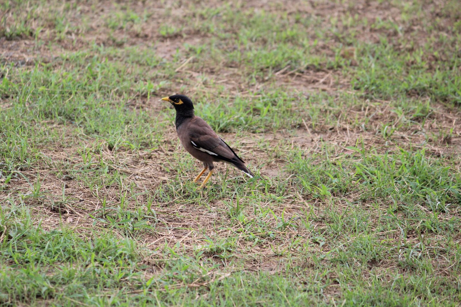 Canon EOS 1200D (EOS Rebel T5 / EOS Kiss X70 / EOS Hi) sample photo. Myna, bird, ground photography