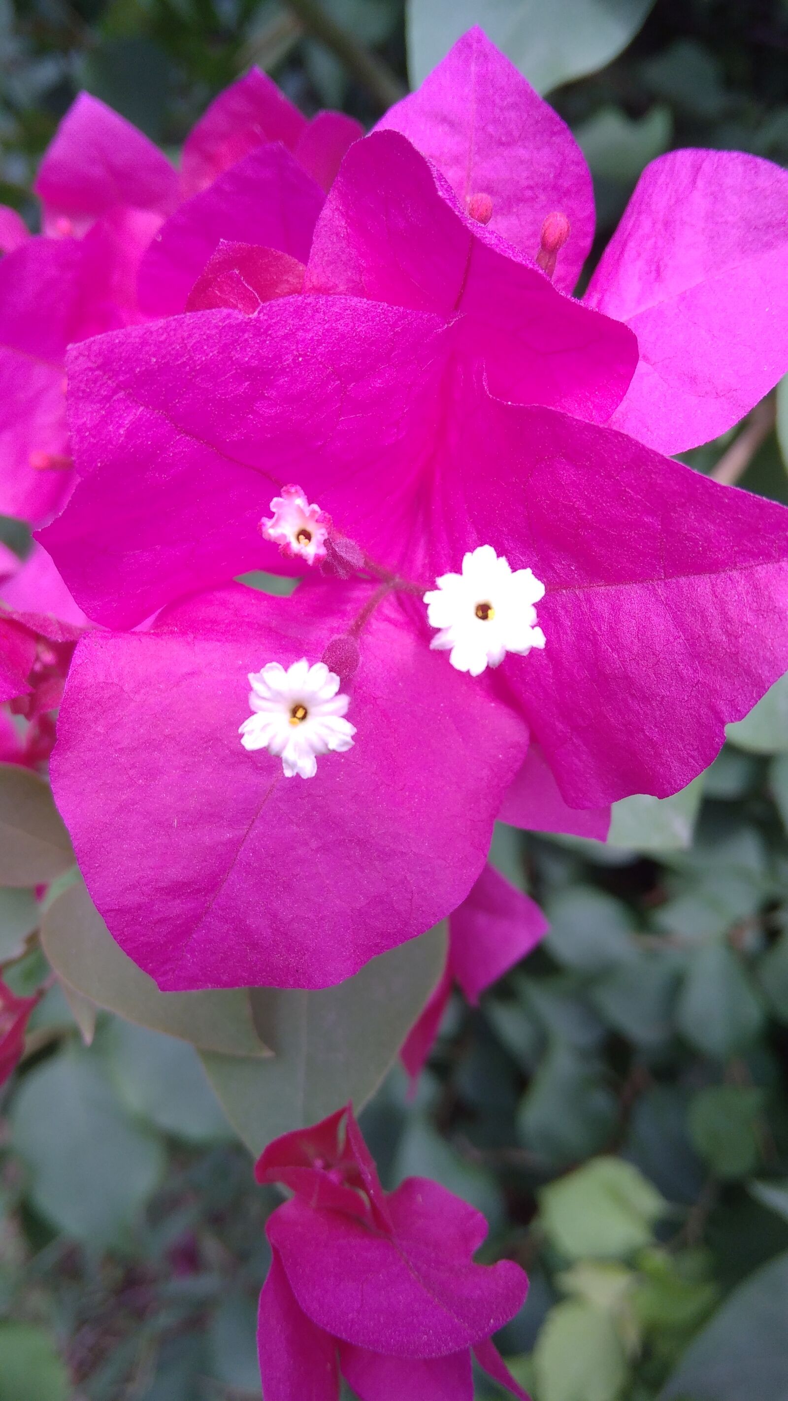 Xiaomi Redmi 8A Dual sample photo. Pink flower, natural flower photography