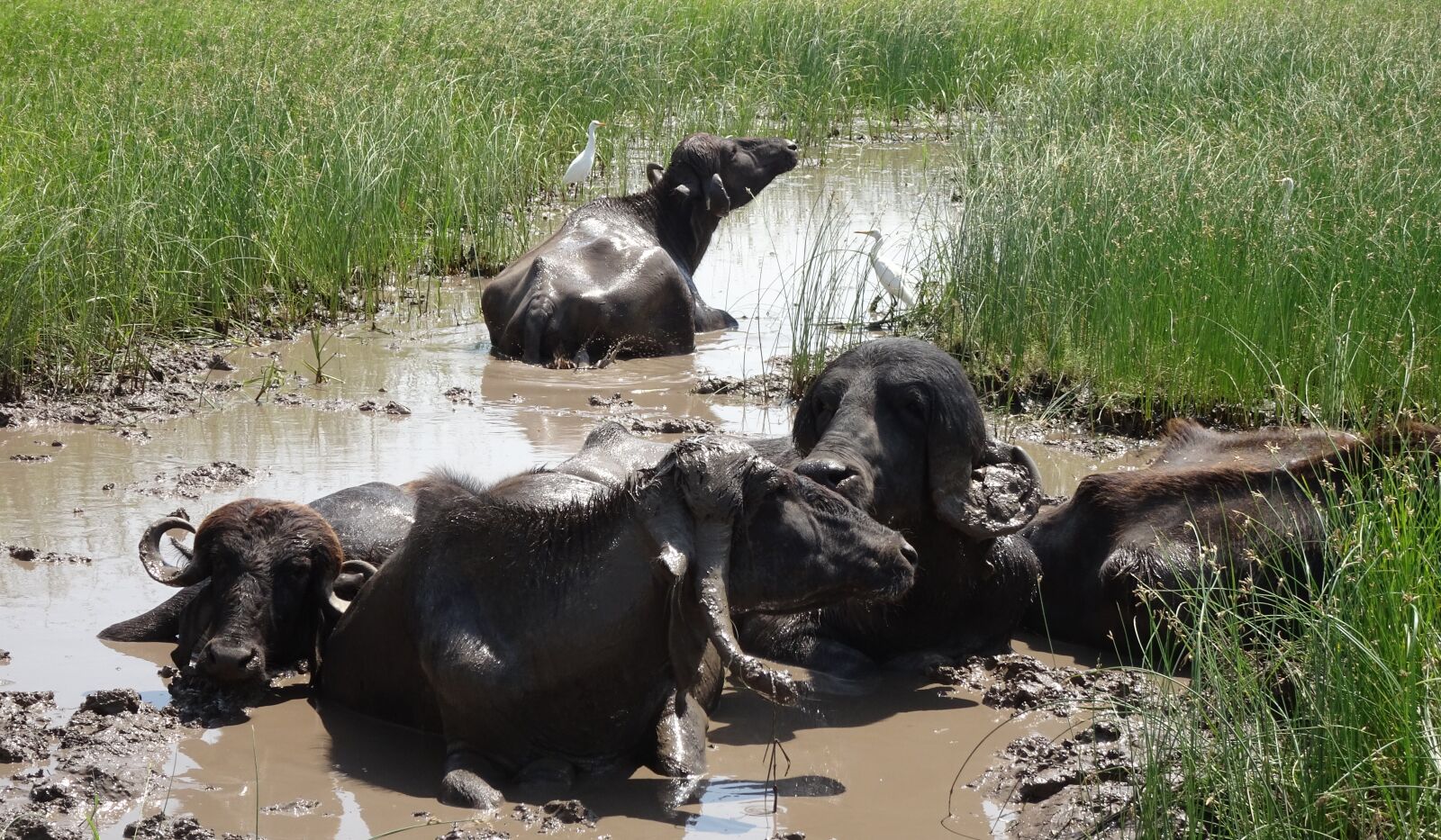 Sony Cyber-shot DSC-HX90V sample photo. Buffalo, bovine, cattle photography