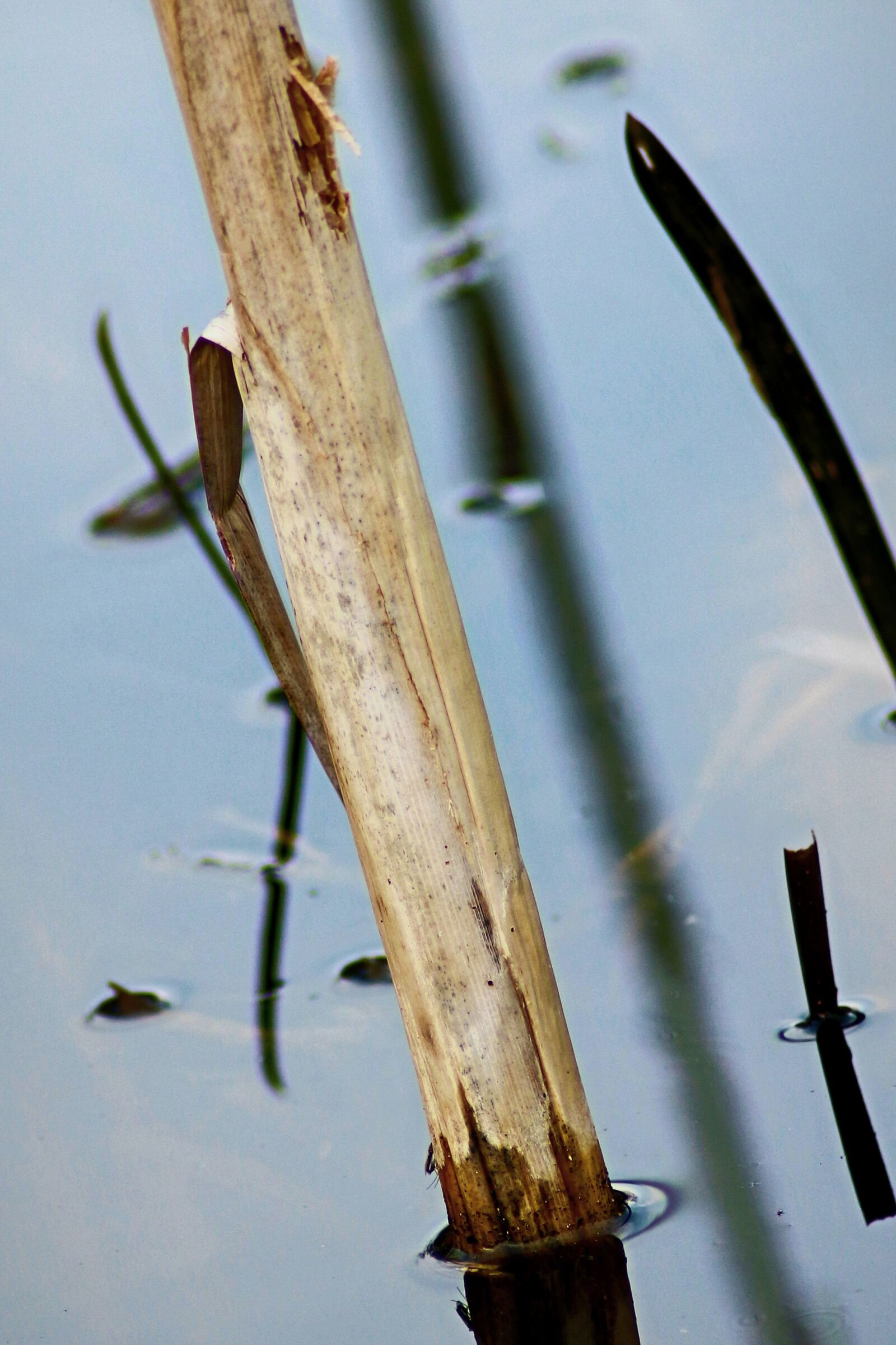 Canon EOS 70D sample photo. Bamboo, lake, pond photography