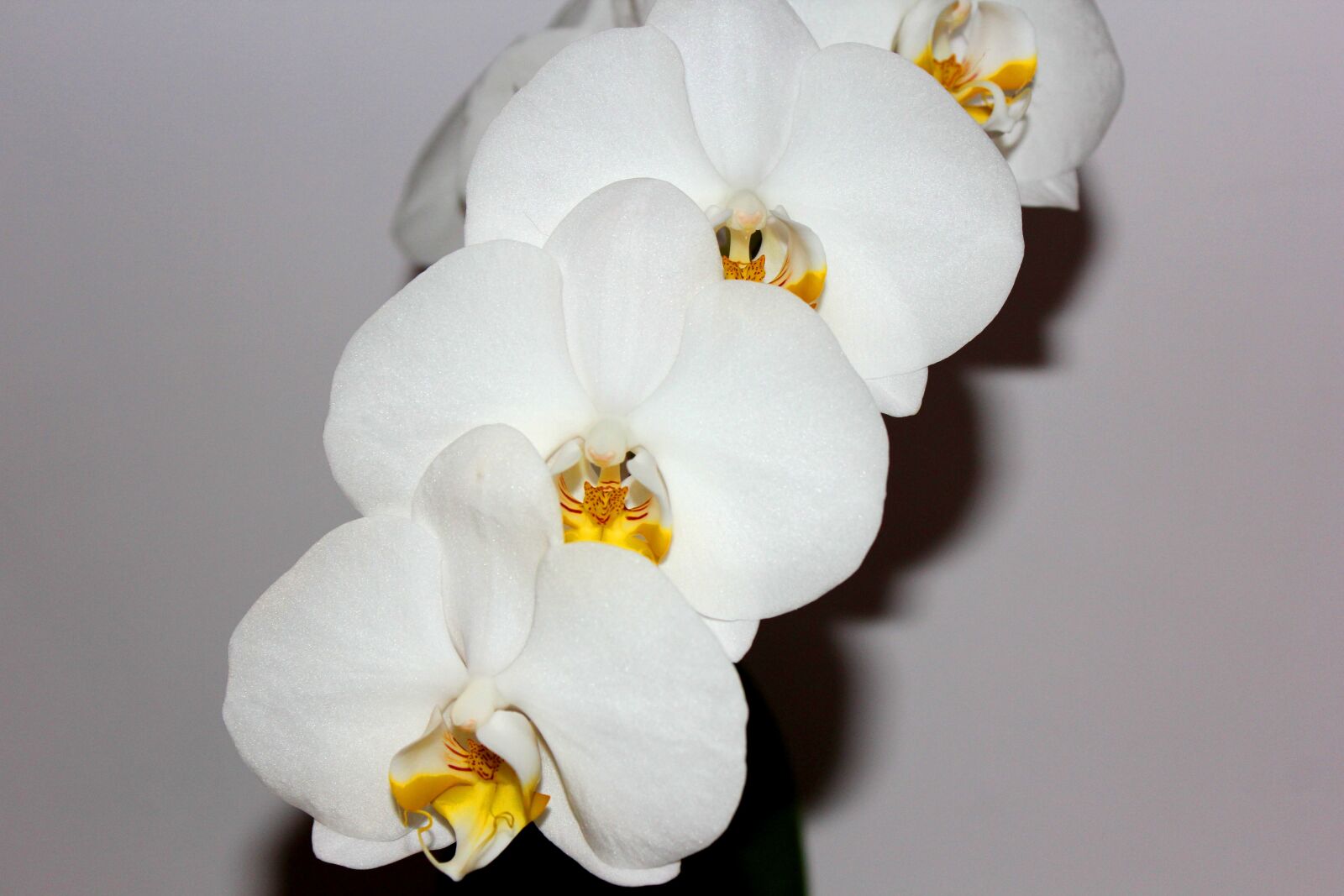 Canon EOS 60D sample photo. Orchid, white flower, nature photography