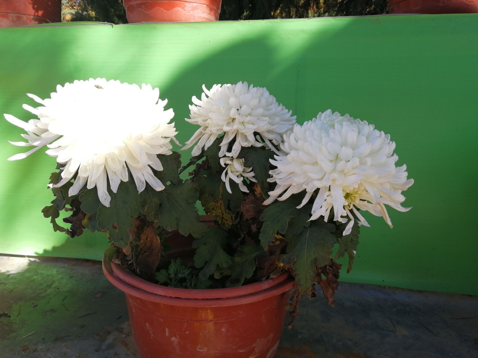 HUAWEI nova 2s sample photo. Chrysanthemum, white, green photography