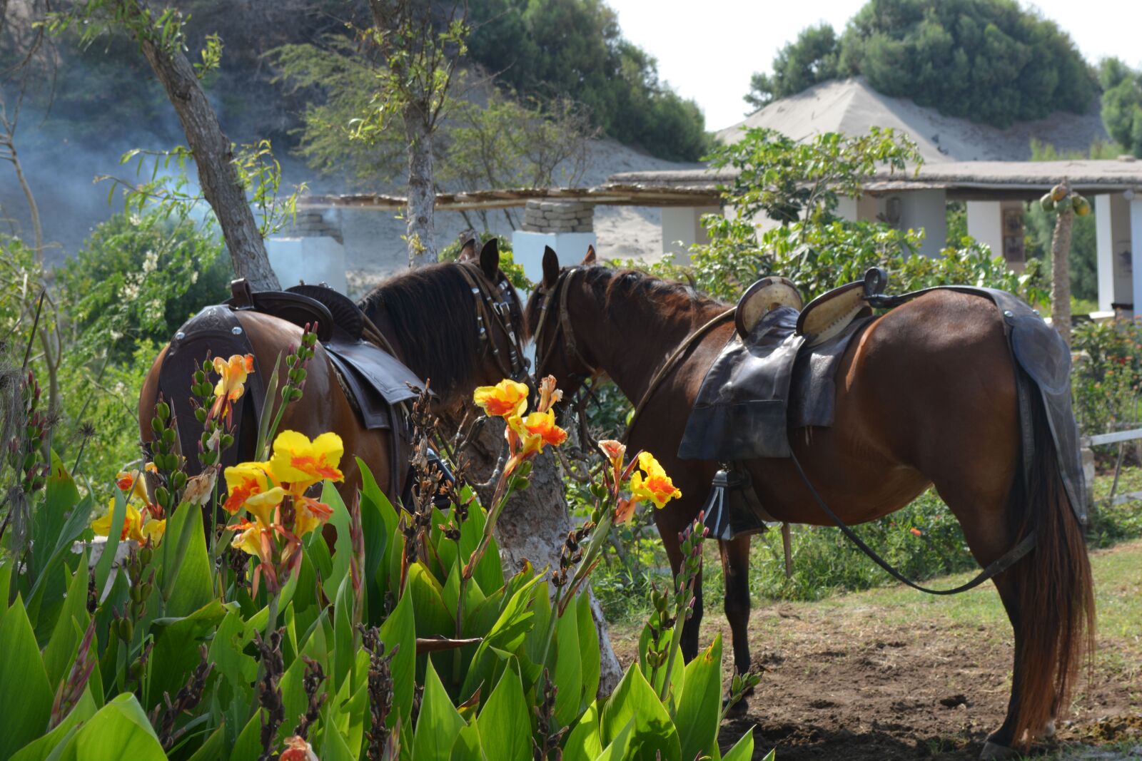 Nikon D5200 sample photo. Horse, green, nature photography