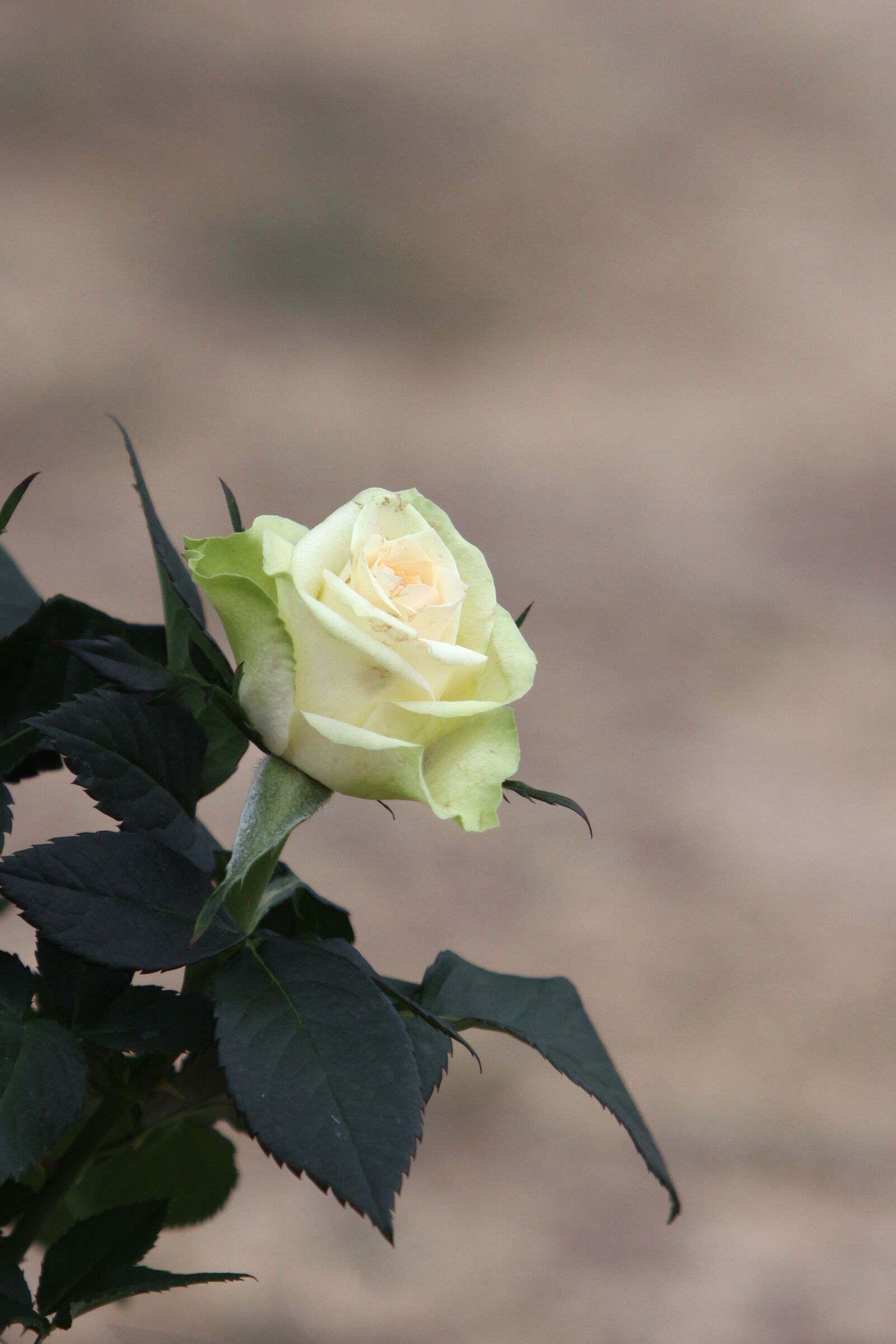 Canon EOS 50D sample photo. Rose, flower, white photography
