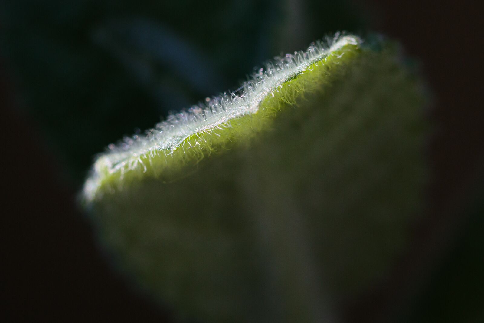 Canon EOS 70D sample photo. Mint, plant, grüne photography