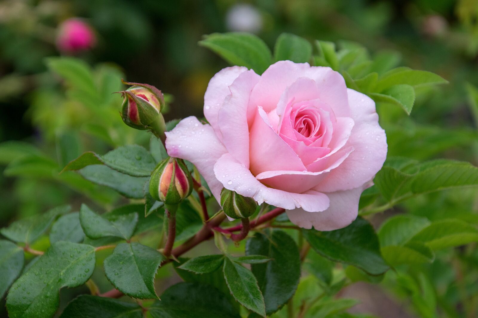 Nikon D5300 sample photo. Rose, flower, blossom photography