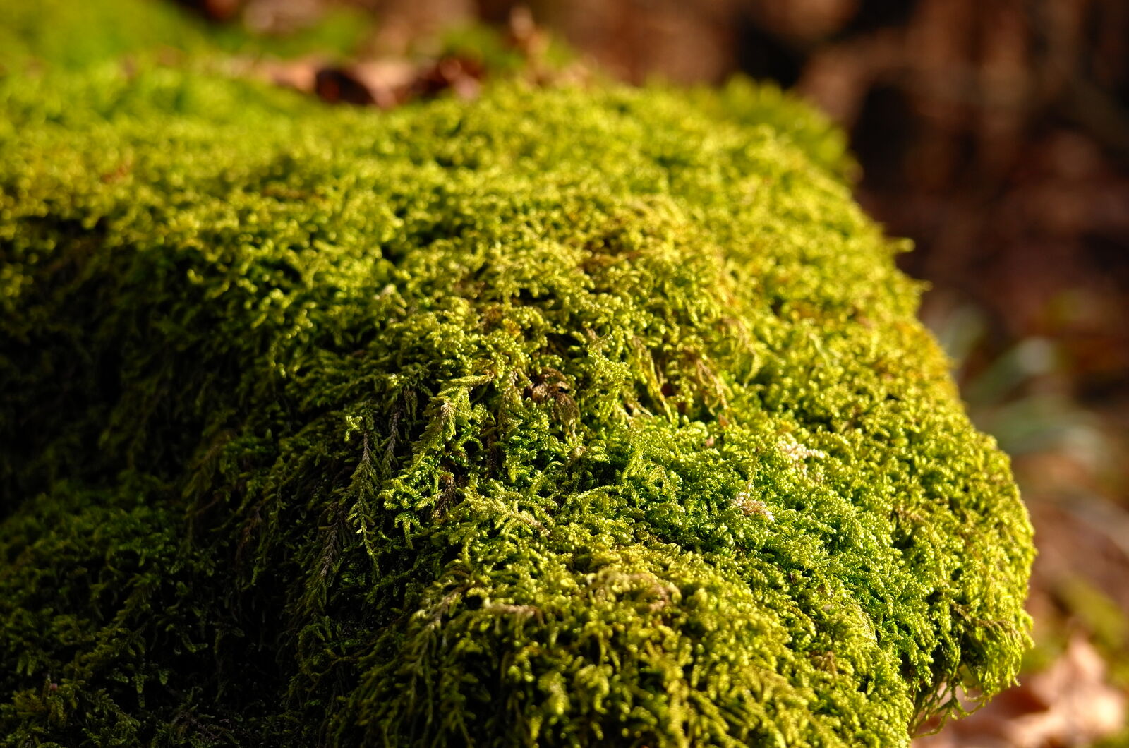 Leica X Vario sample photo. Forest, moss, wood photography