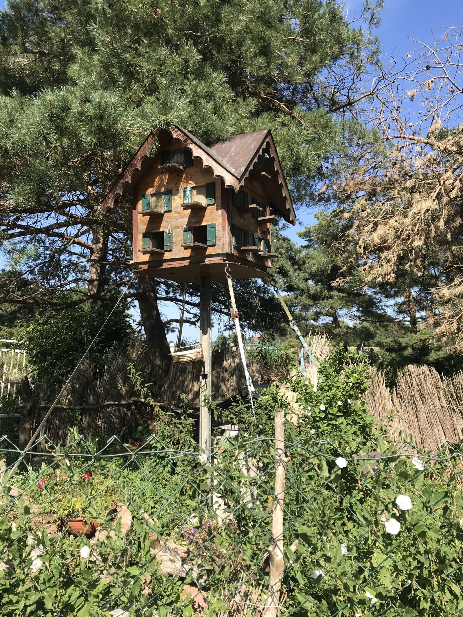 iPhone 7 back camera 3.99mm f/1.8 sample photo. Pigeon house, dove, residential photography