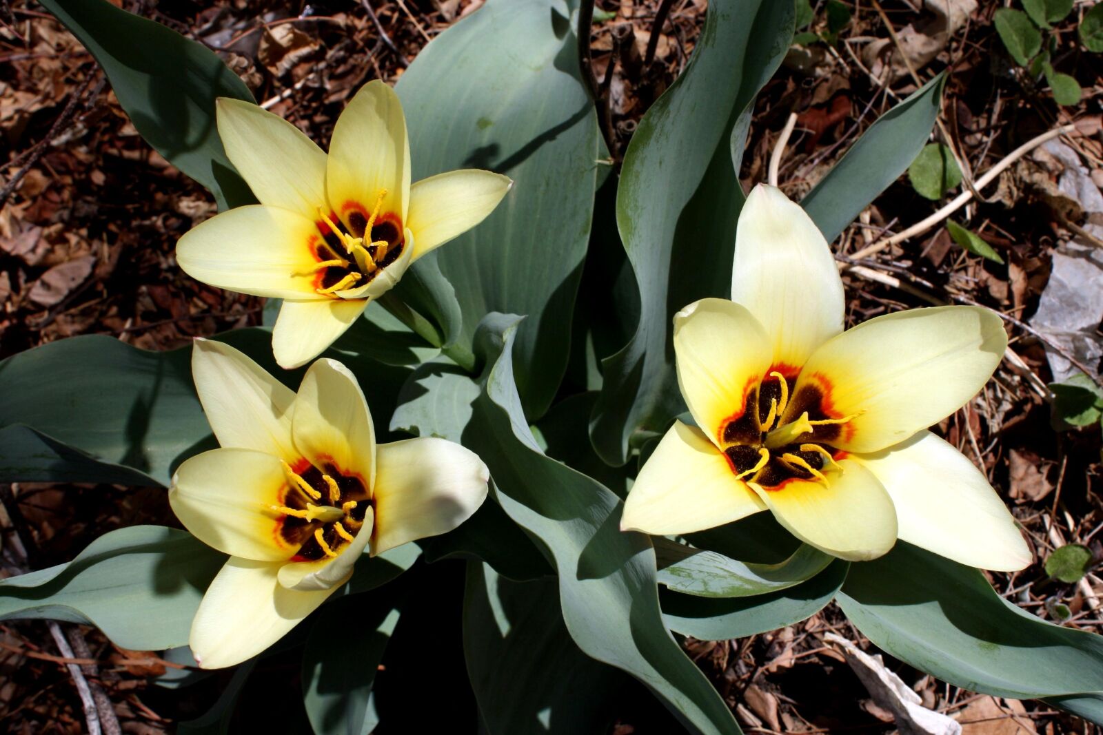 f/3.5-5.6 IS sample photo. Yellow, lily, tulip, flower photography