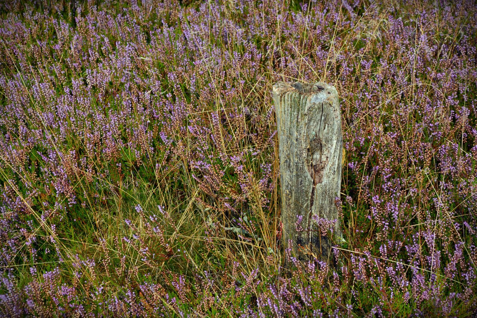Nikon D5200 sample photo. Heide, pile, nature photography