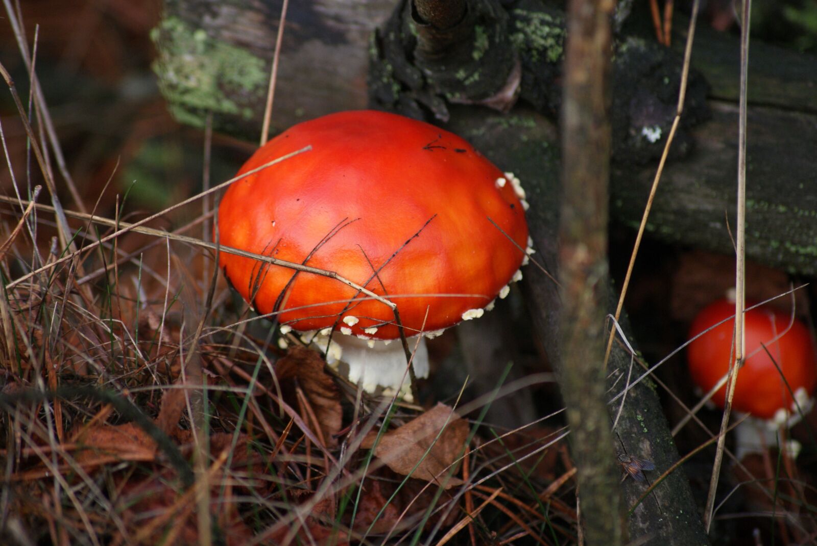Sony Alpha DSLR-A230 sample photo. Amanita, mushroom, poison photography