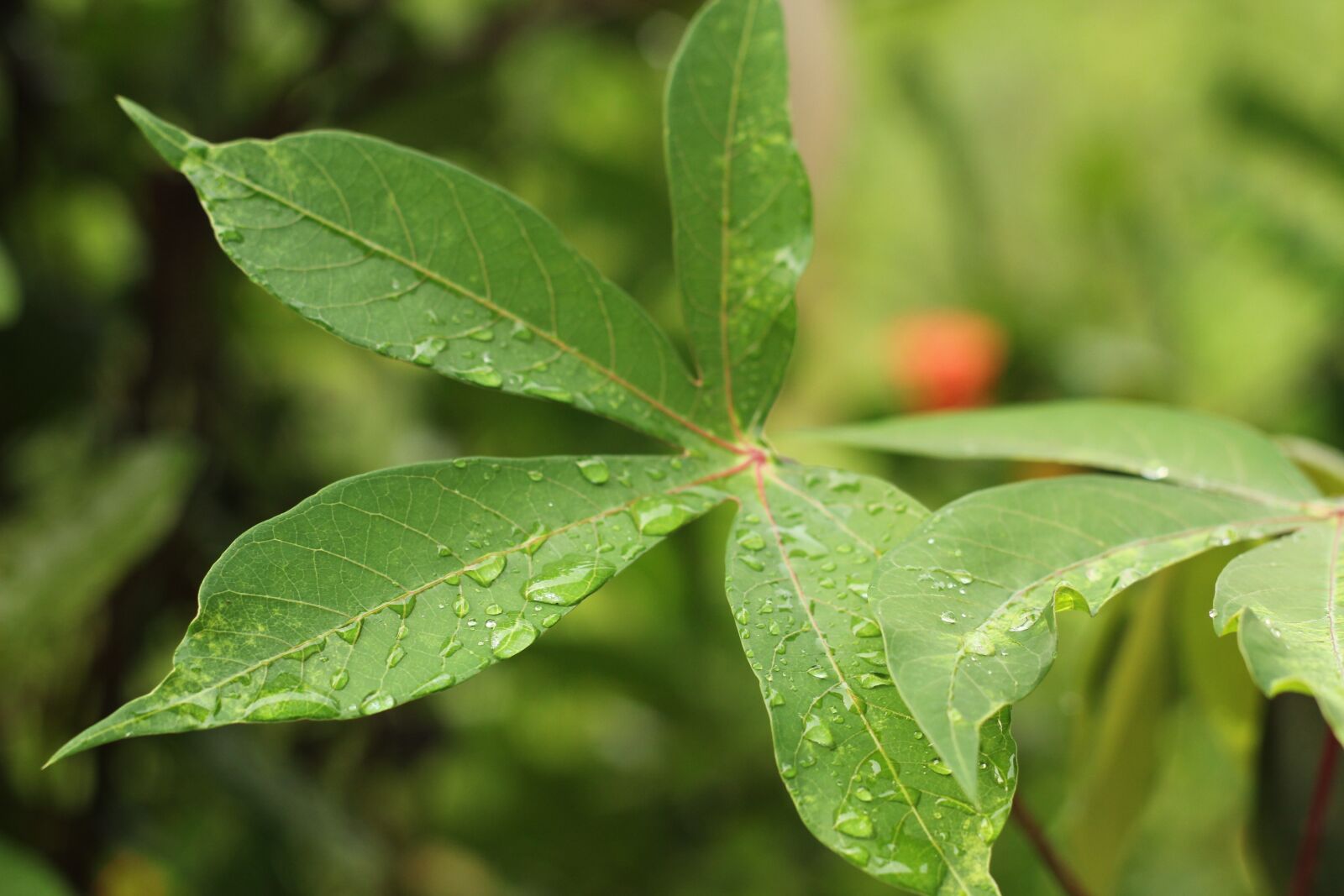 Canon EOS 600D (Rebel EOS T3i / EOS Kiss X5) + Canon EF 50mm F1.8 II sample photo. Green, leaf, nature photography