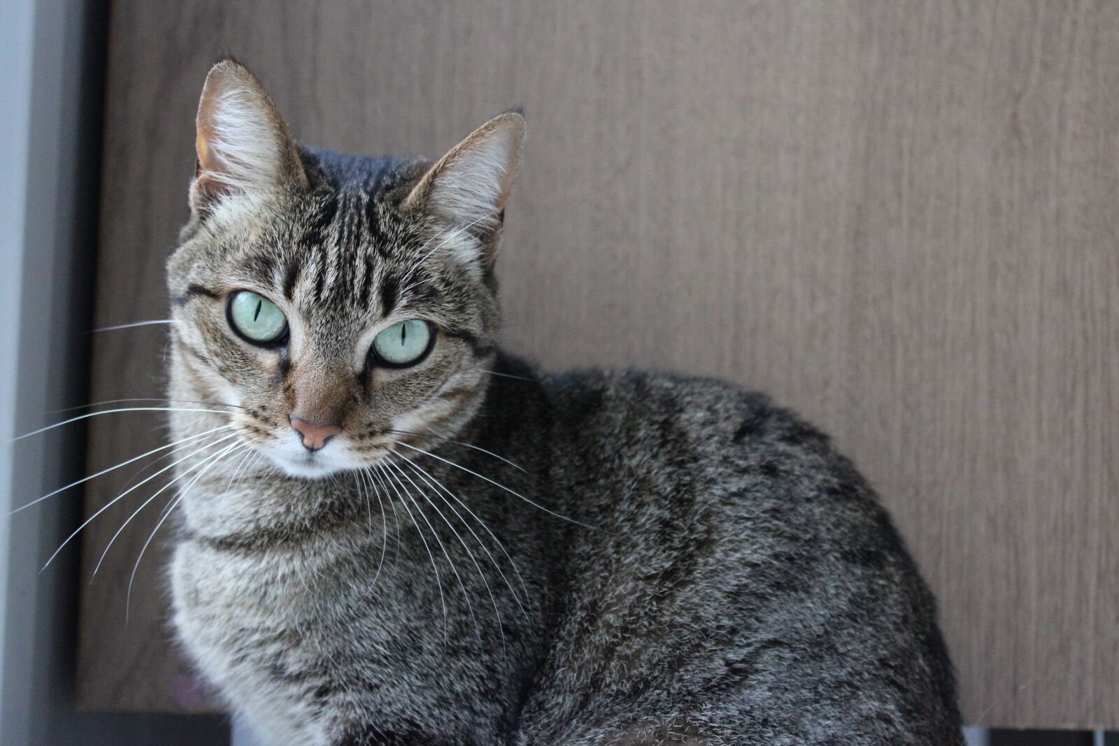 Canon EOS 1200D (EOS Rebel T5 / EOS Kiss X70 / EOS Hi) sample photo. Cat, eyes, kitten photography
