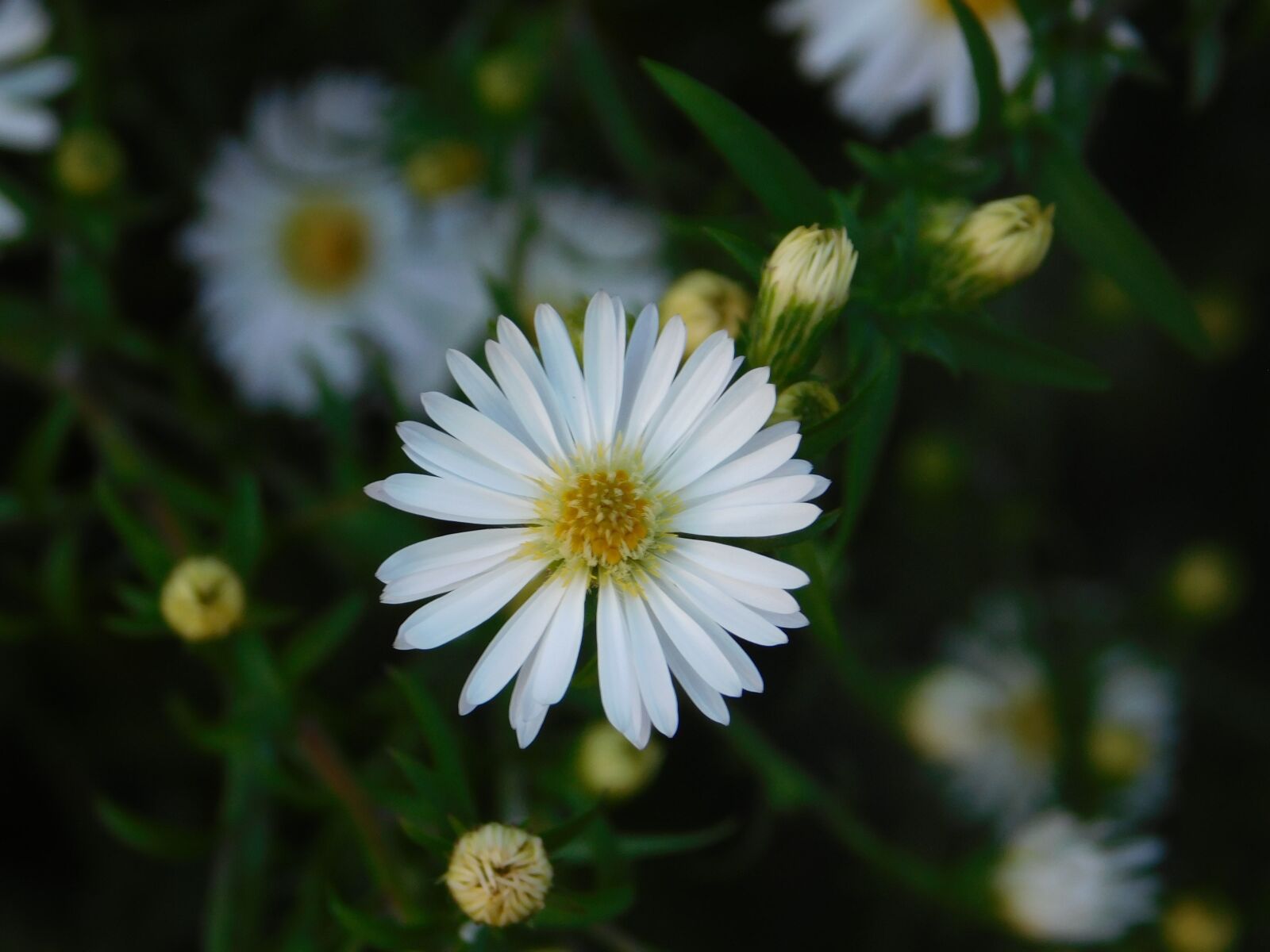 Nikon Coolpix L840 sample photo. Autumn, flower, daisy photography