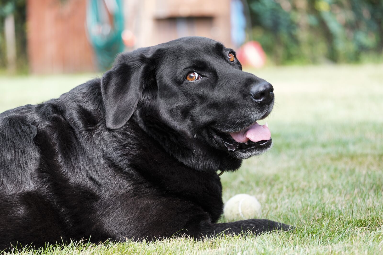Fujifilm X-T2 + Fujifilm XF 55-200mm F3.5-4.8 R LM OIS sample photo. Labrador, dog, pet photography