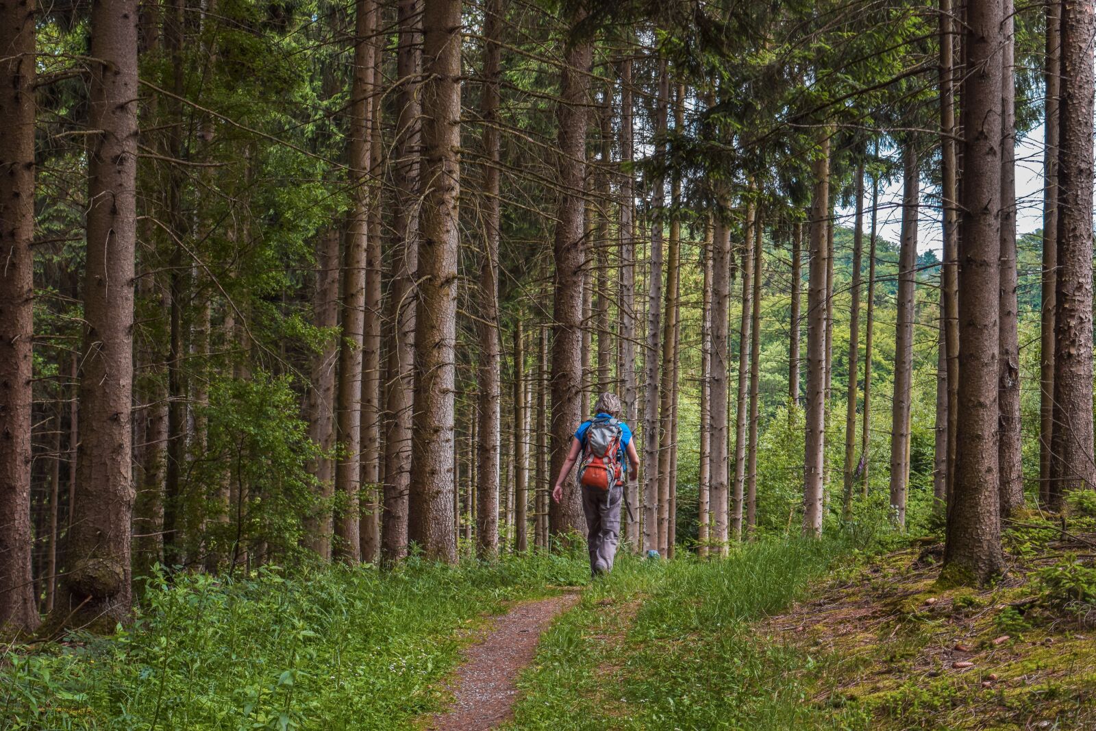 Nikon D3300 sample photo. Forest, trees, pine photography